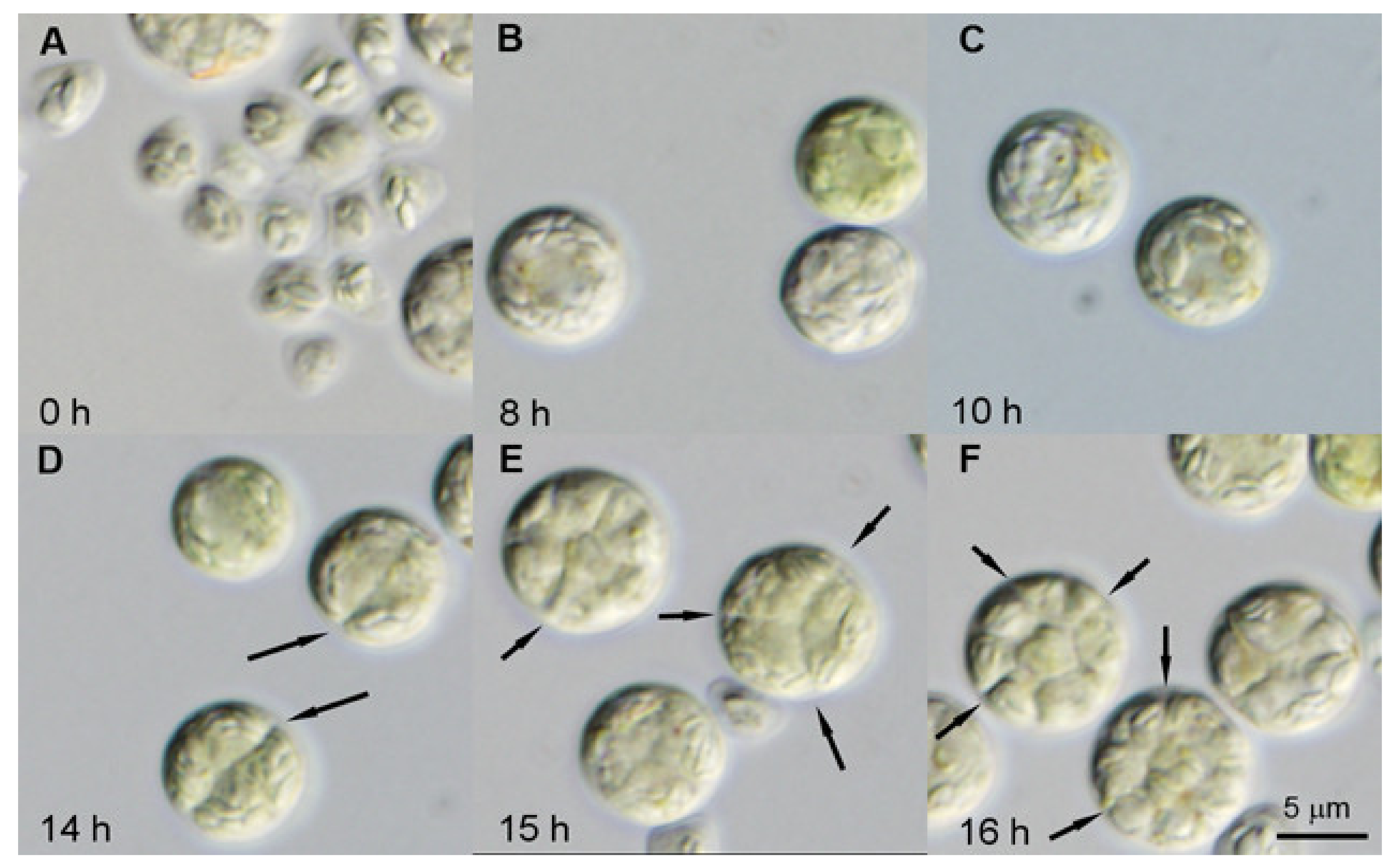 Biomolecules 11 00891 g003 Biomolecules 11 00891 g003