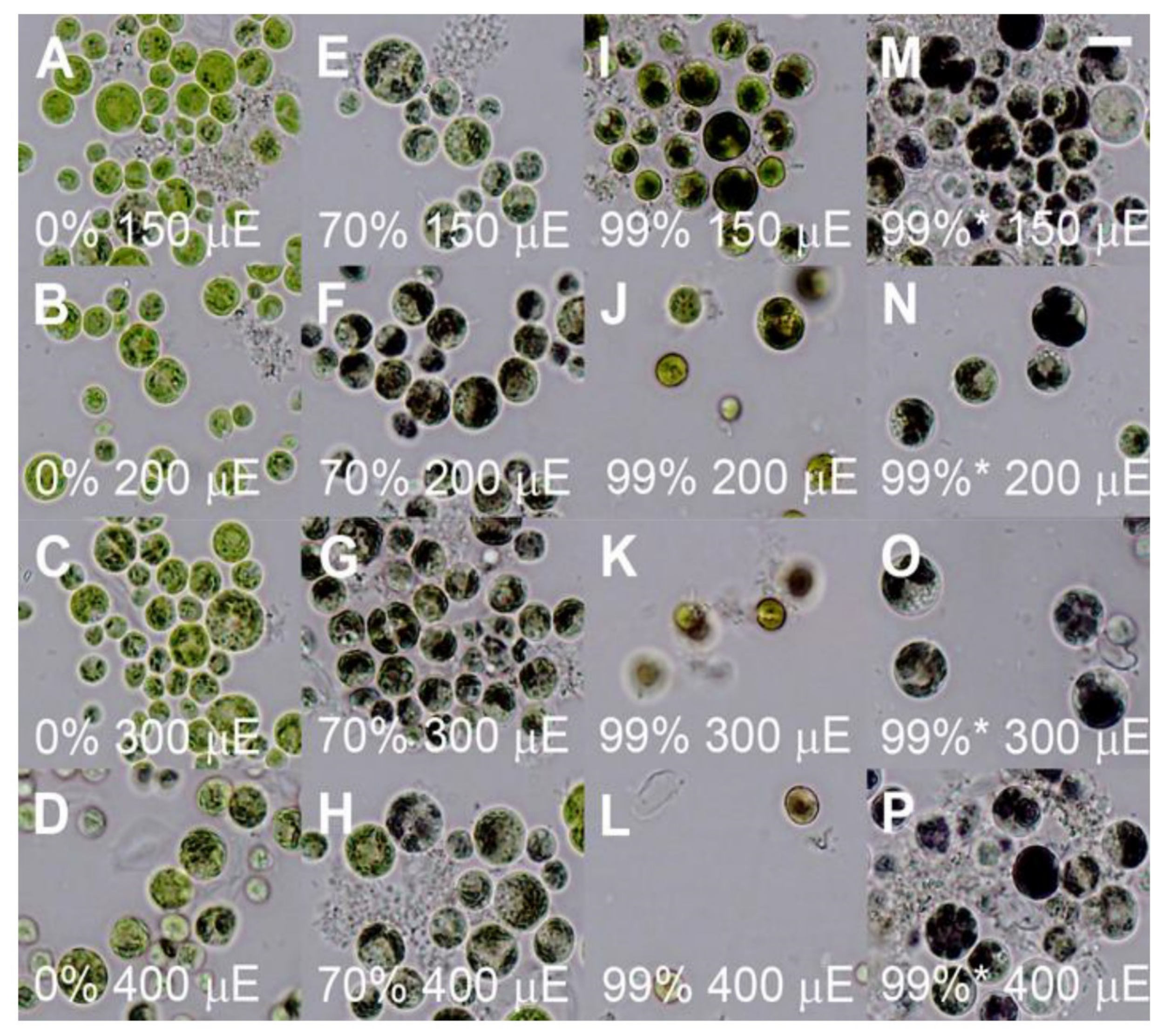 Biomolecules 11 00891 g009 Biomolecules 11 00891 g009