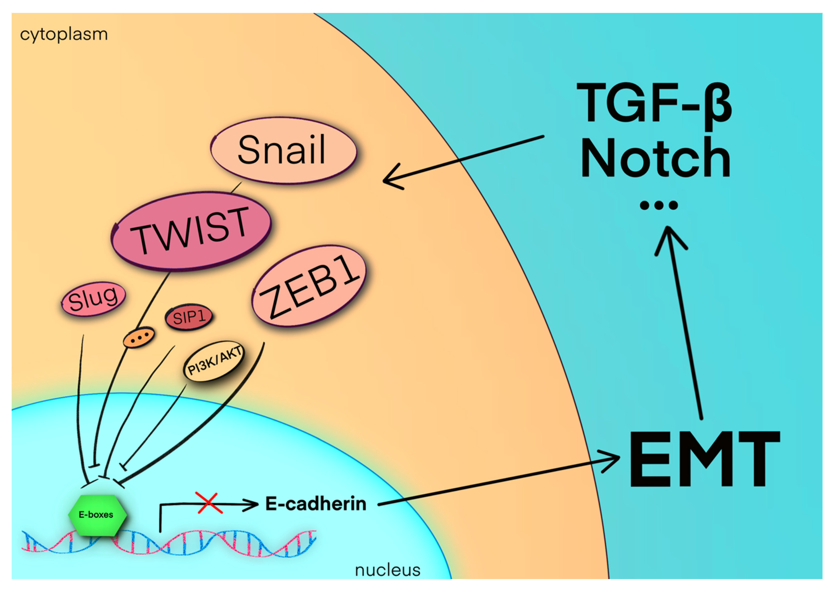 Biomolecules Free Full Text Overview Of Evidence Based Chemotherapy For Oral Cancer Focus On Drug Resistance Related To The Epithelial Mesenchymal Transition Html