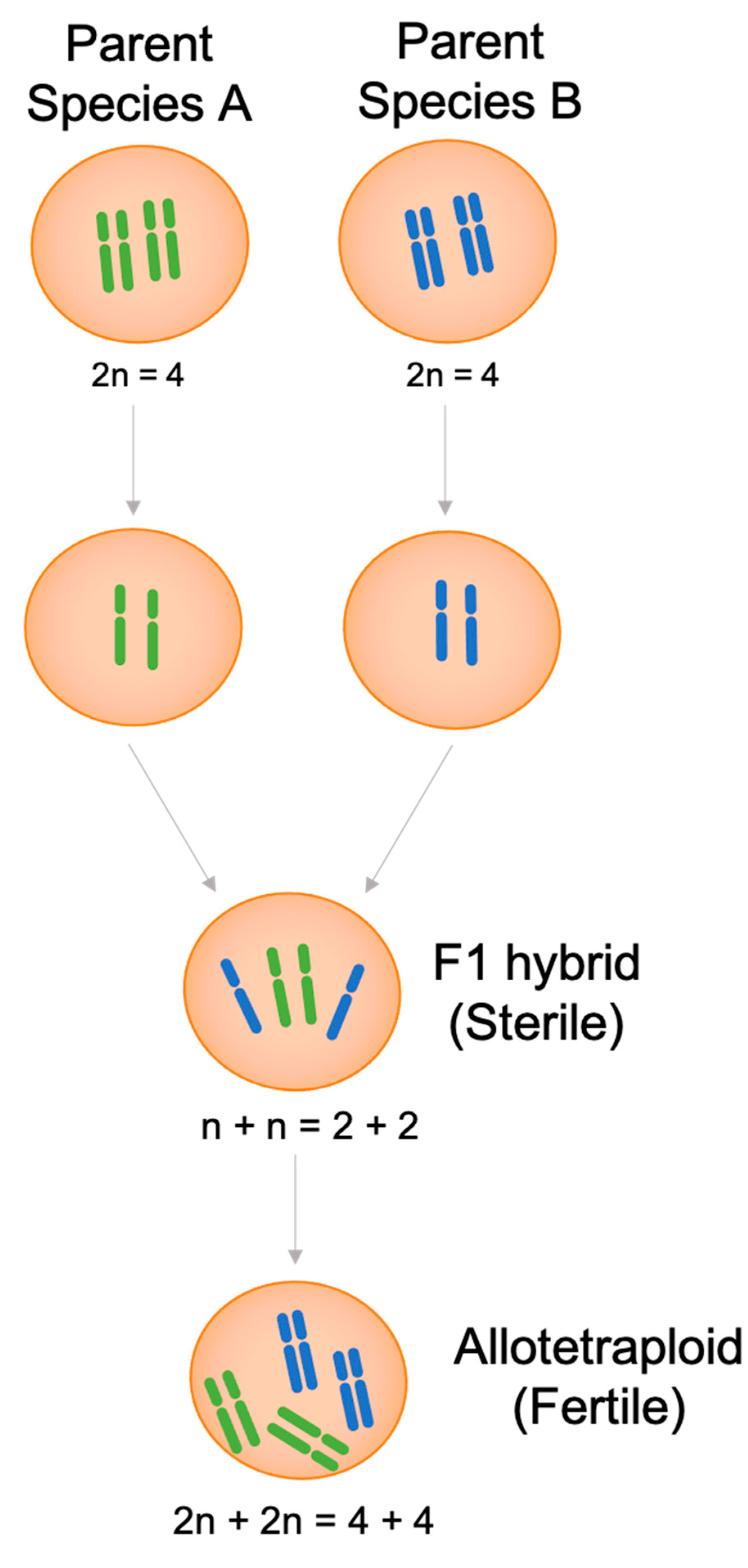 Effect of Polyploidy Induction on ... Biology Diagrams