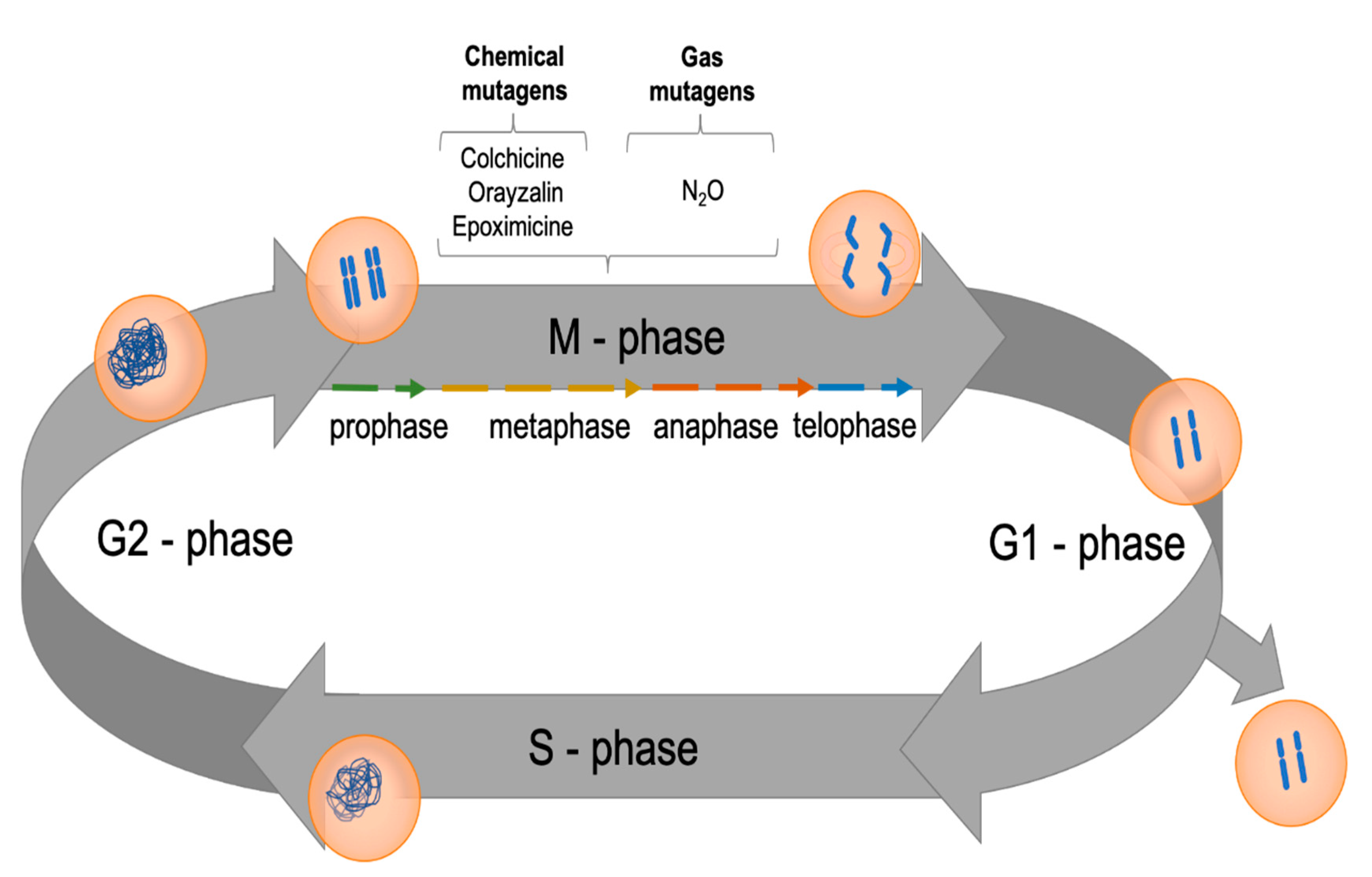 Effect of Polyploidy Induction on ... Biology Diagrams