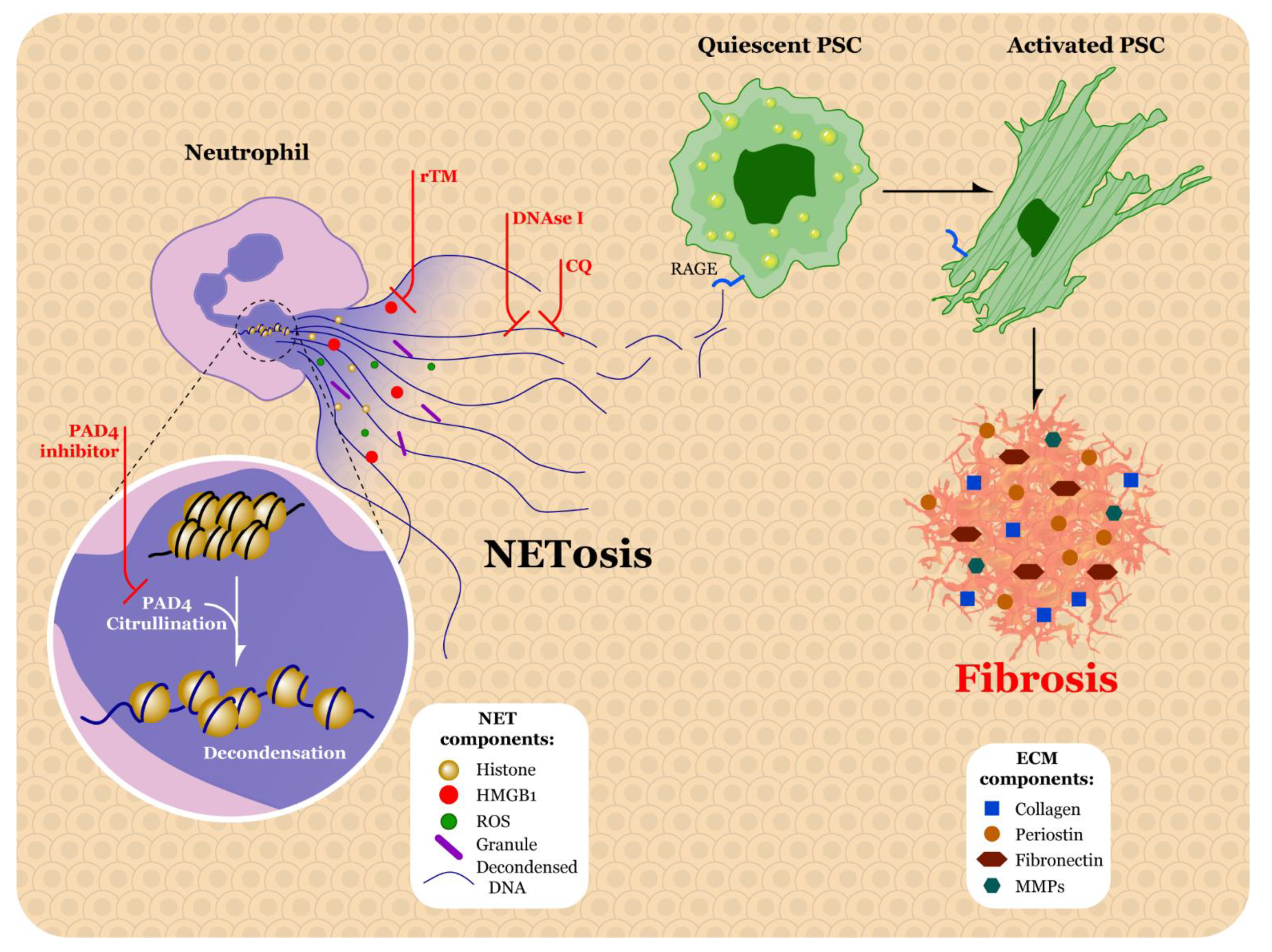 Biomolecules 11 00901 g003 Biomolecules 11 00901 g003