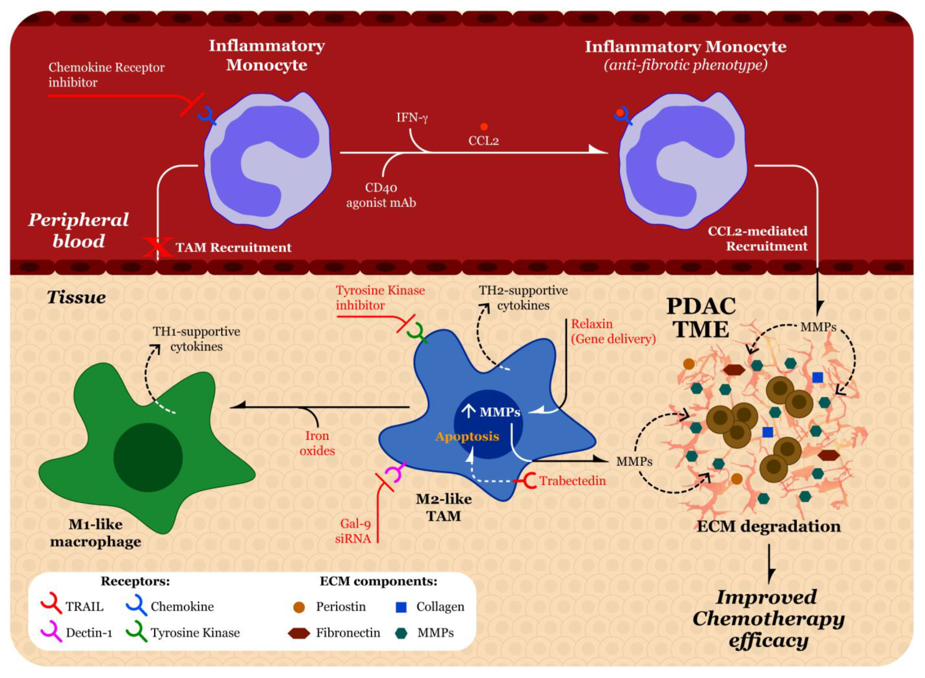 Biomolecules 11 00901 g004 Biomolecules 11 00901 g004