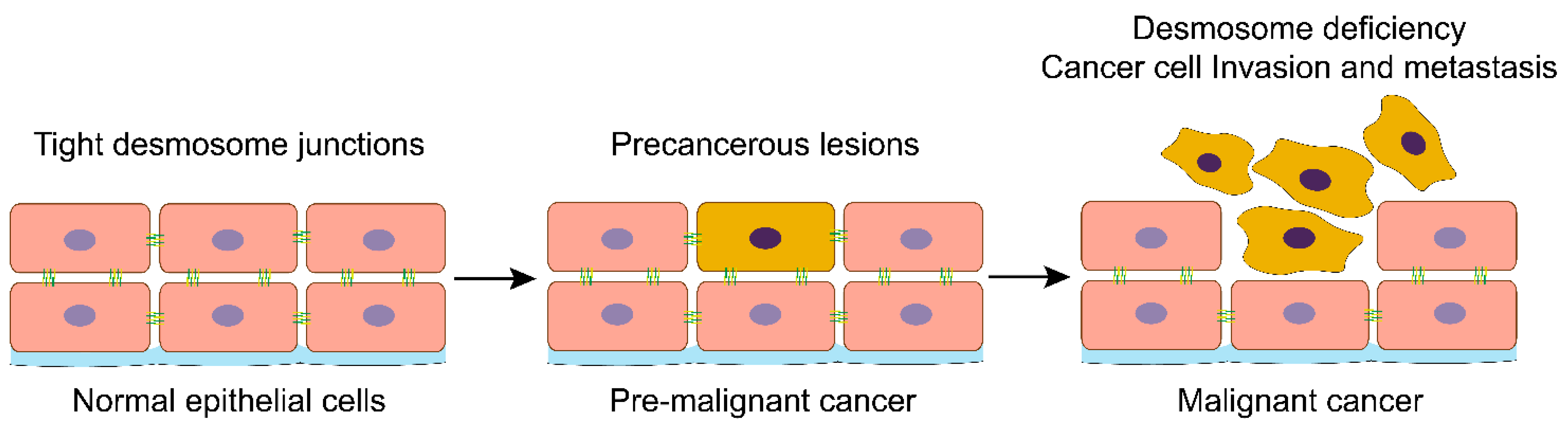 Biomolecules 11 00914 g001 Biomolecules 11 00914 g001