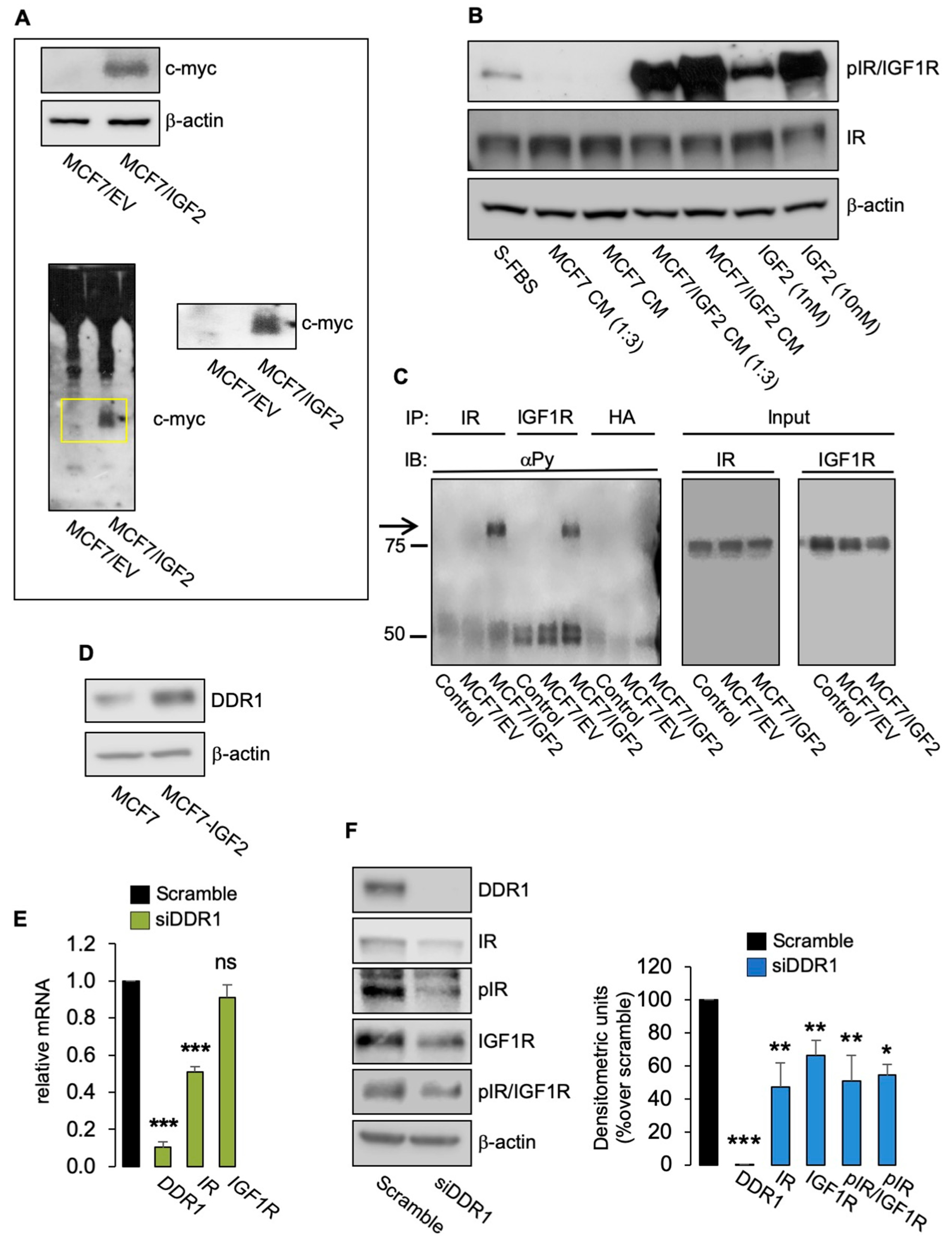 Biomolecules 11 00926 g001