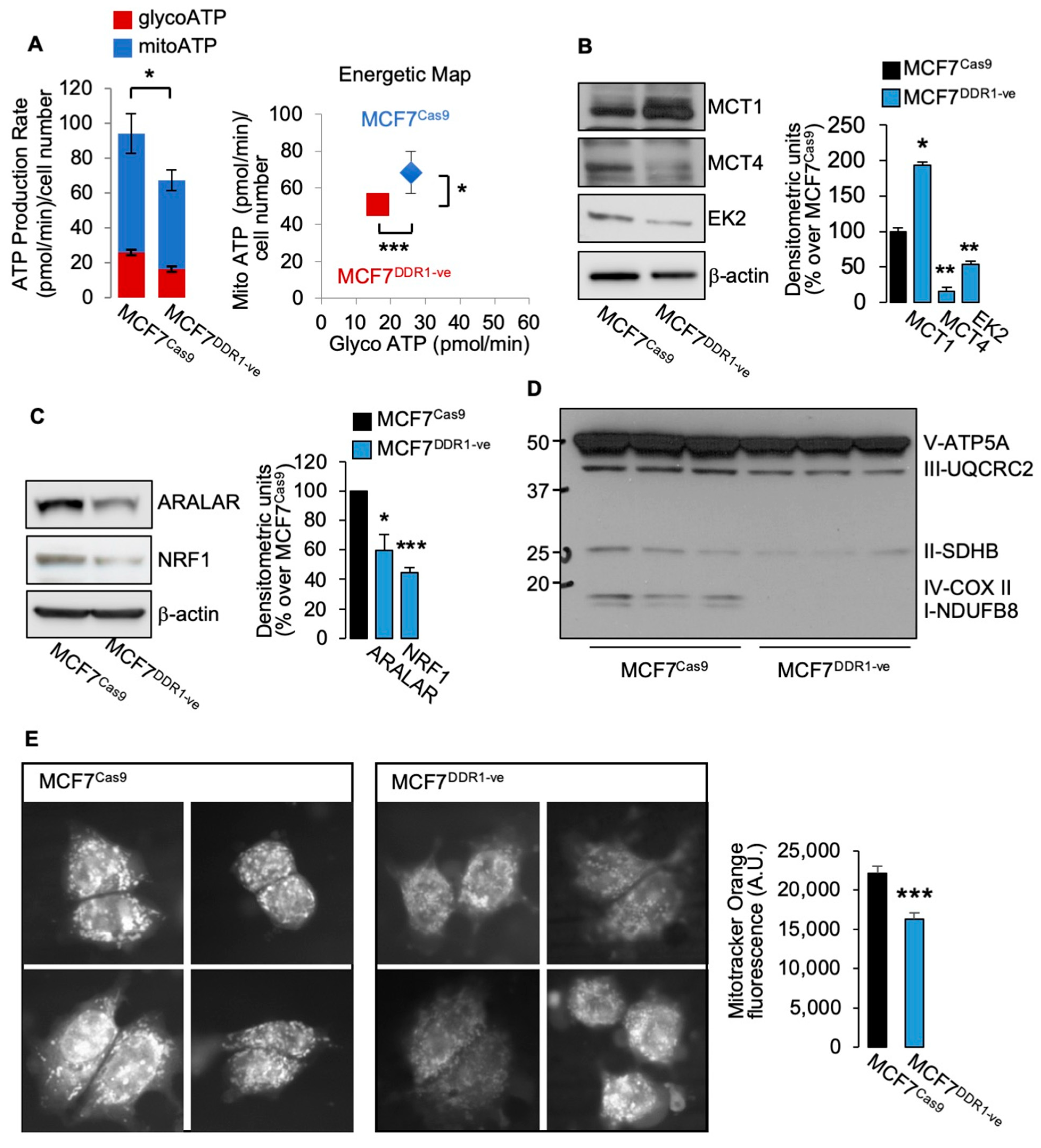 Biomolecules 11 00926 g004