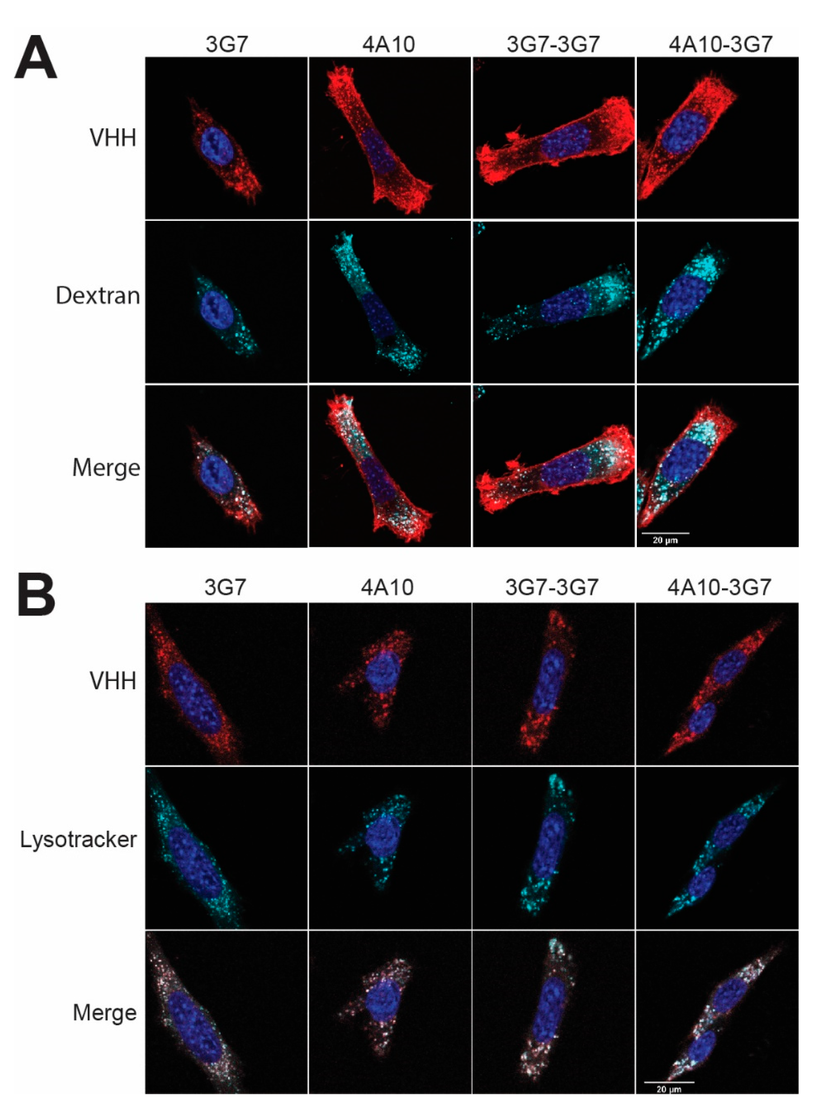 Biomolecules 11 00927 g005 550