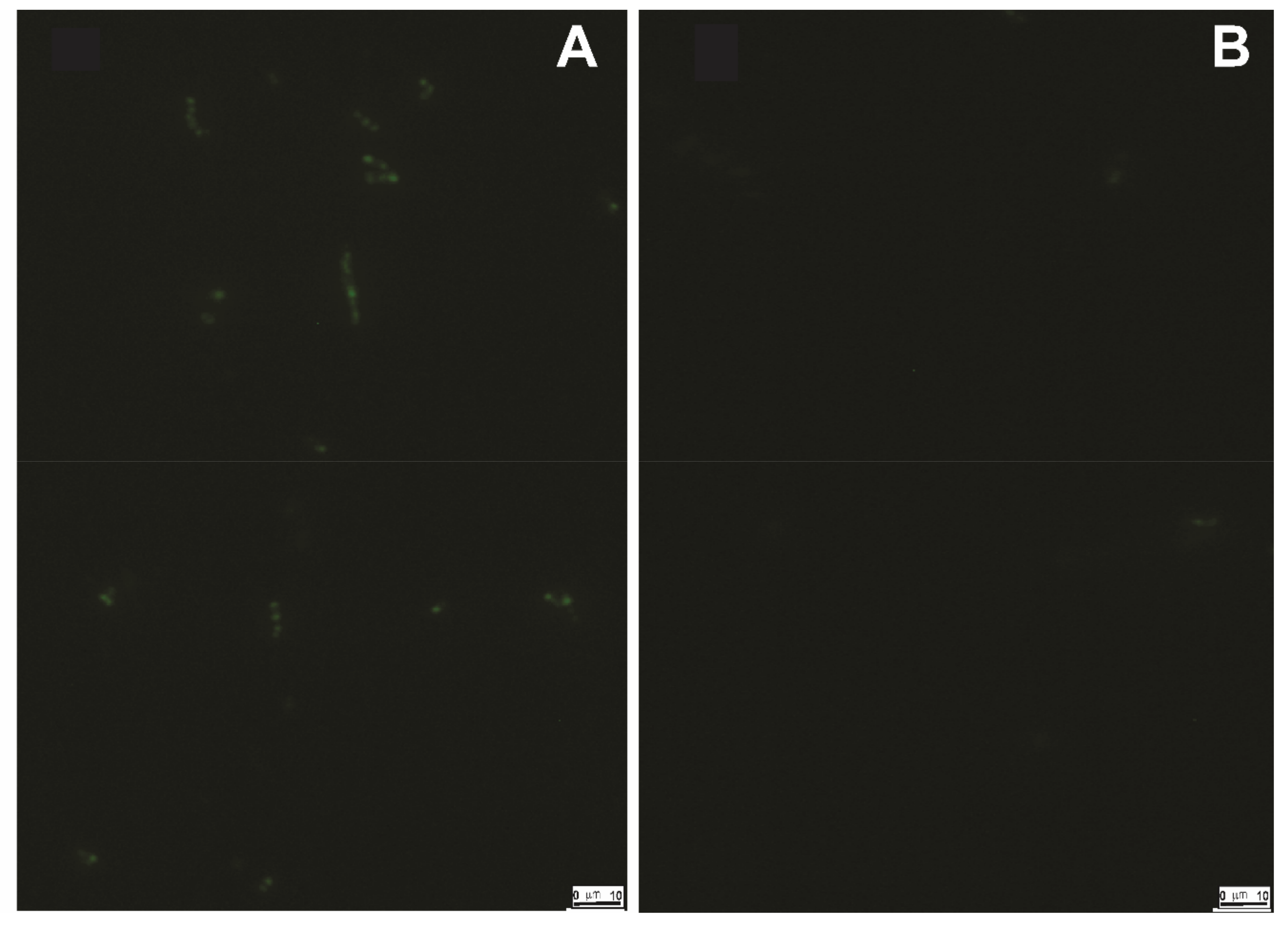 Biomolecules 11 00934 g010 550