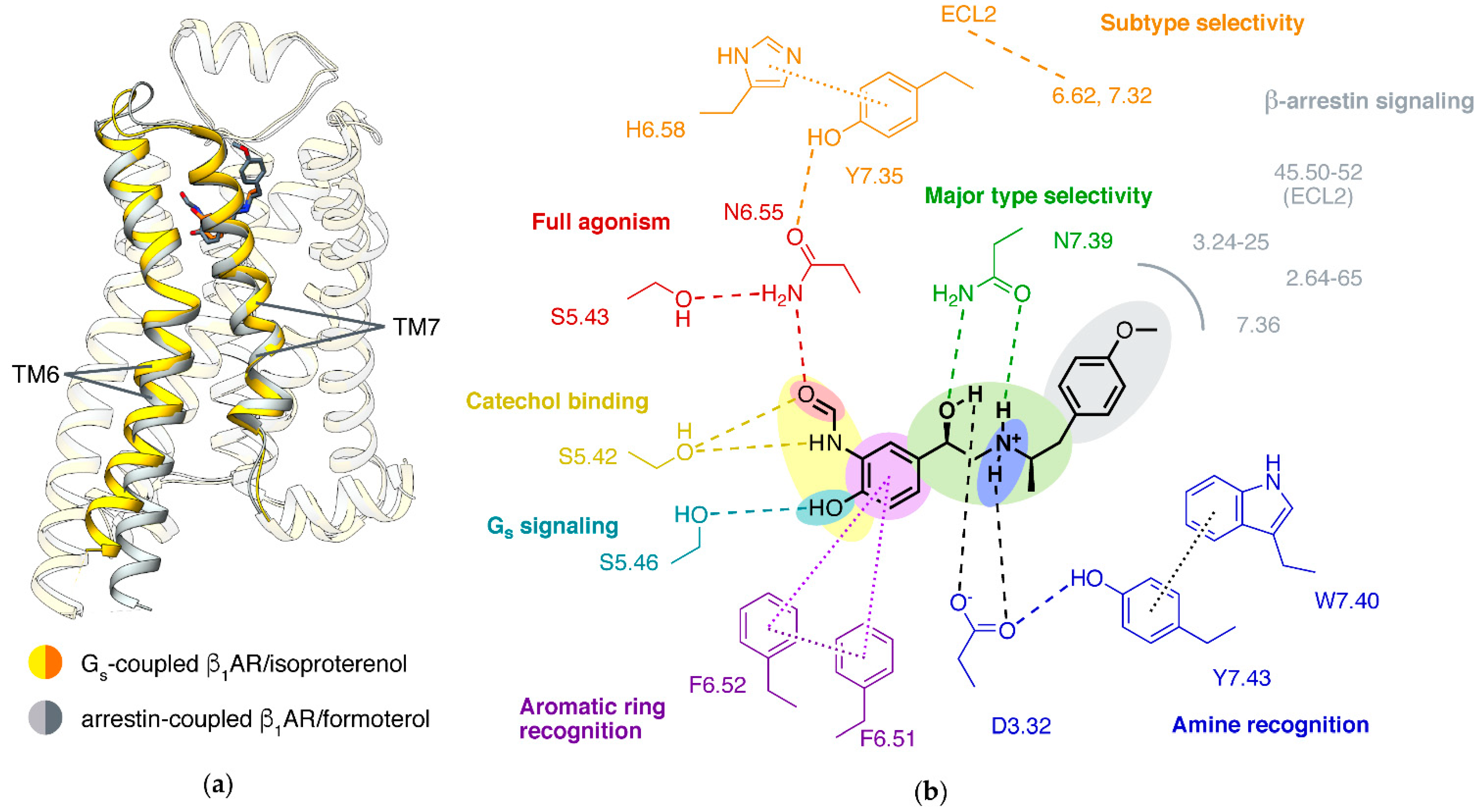 Biomolecules | Free Full-Text | Ligands of Adrenergic Receptors: A