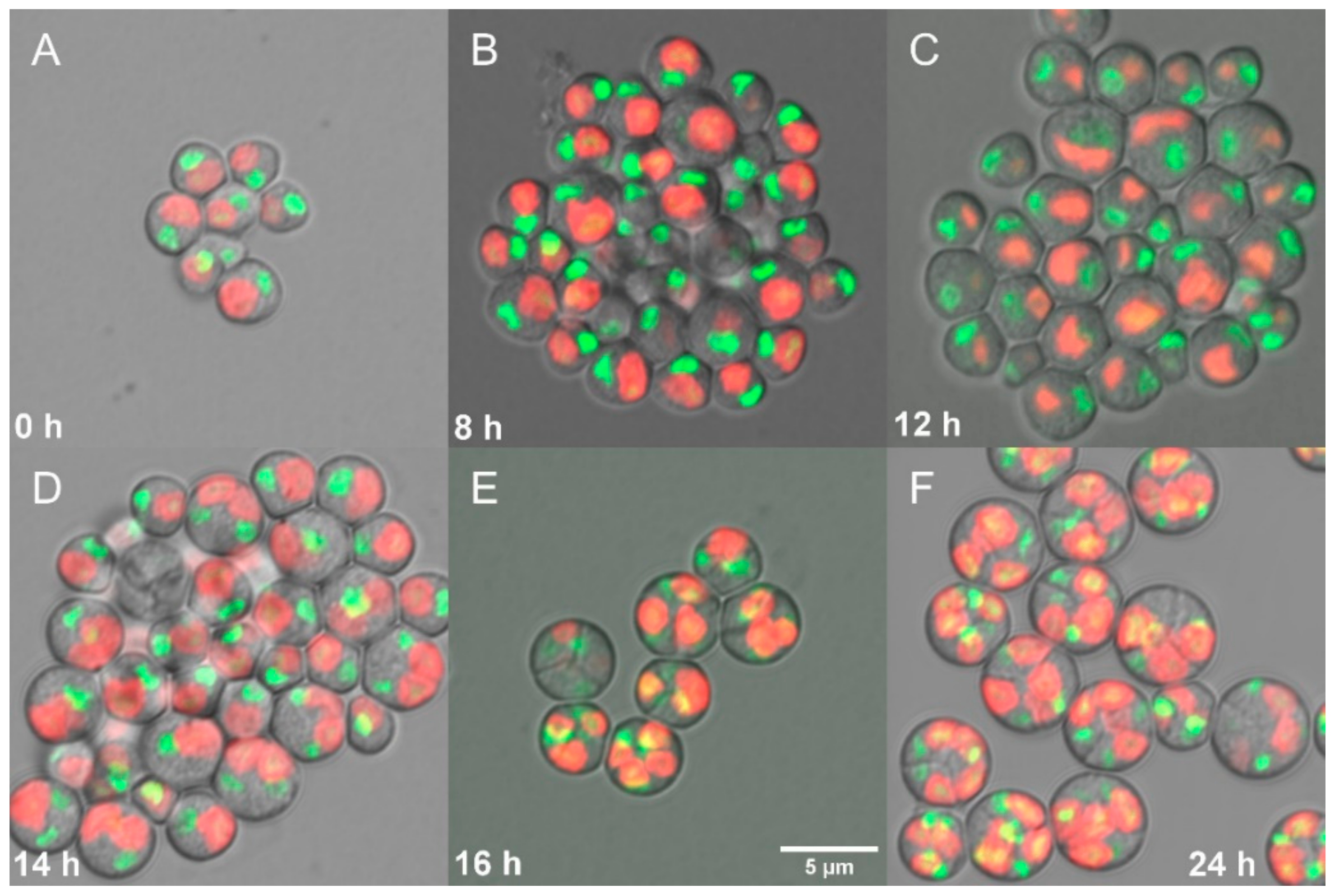 Biomolecules 11 00939 g005 Biomolecules 11 00939 g005