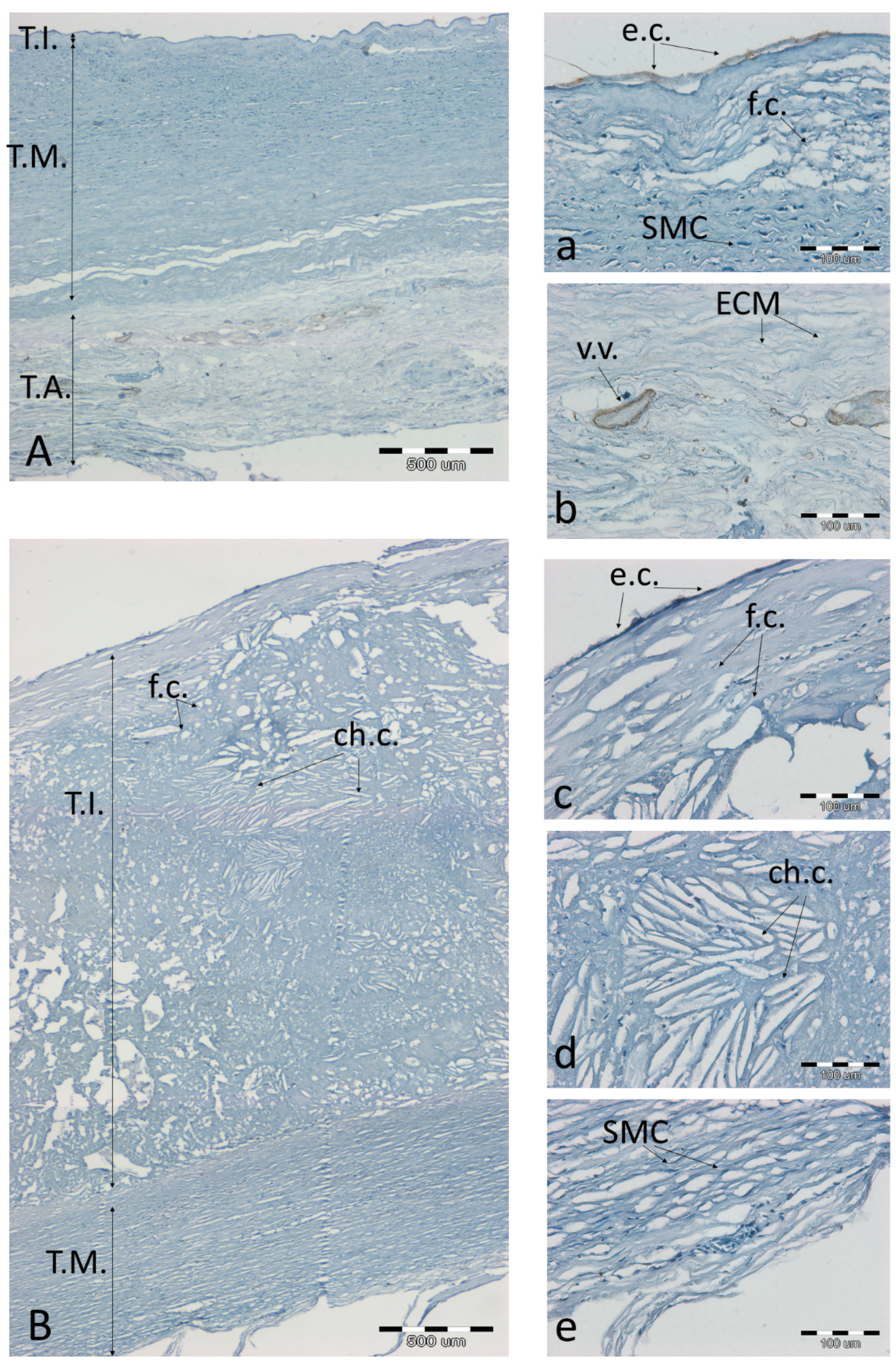 Biomolecules 11 00946 g008 Biomolecules 11 00946 g008