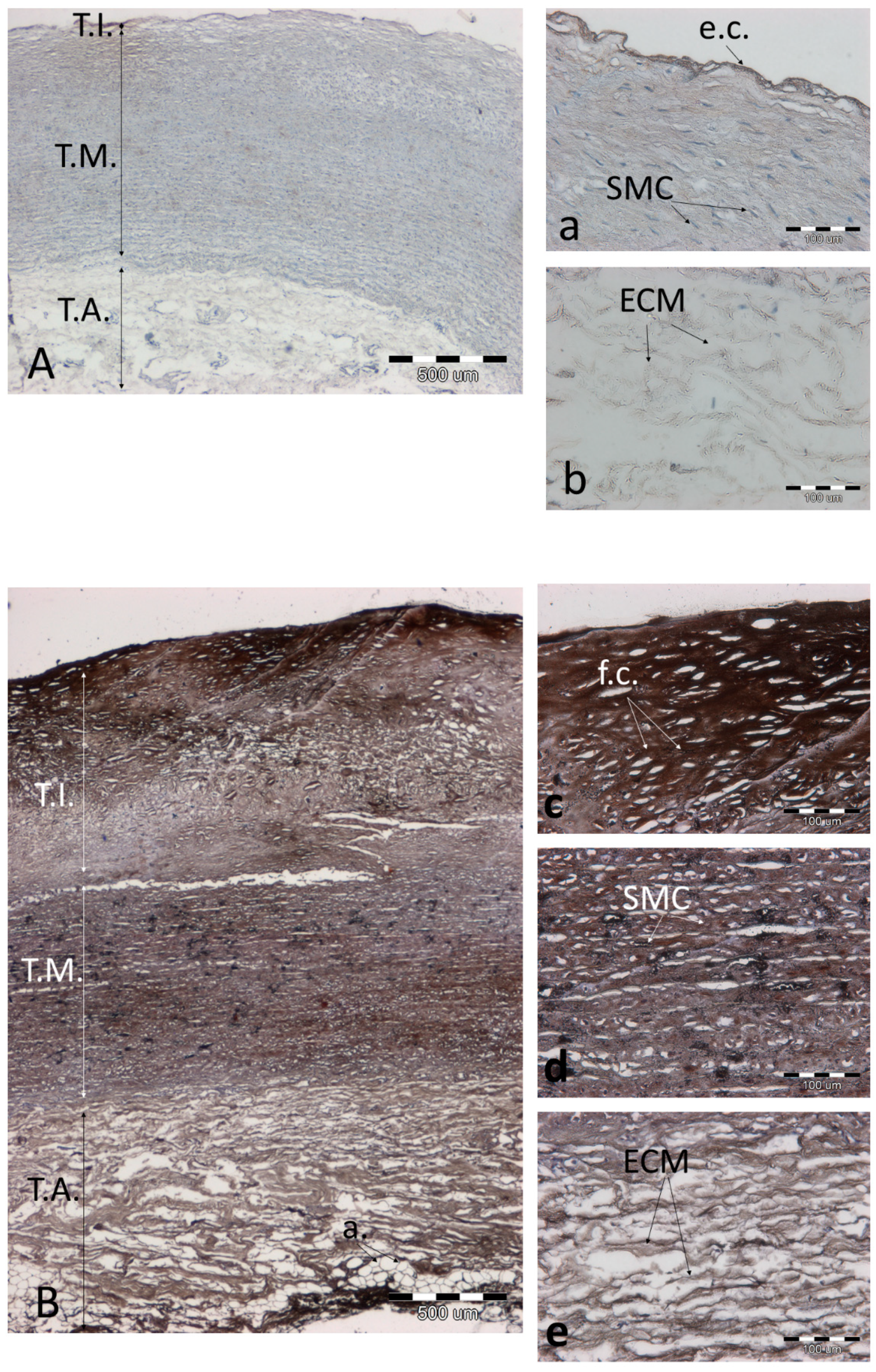 Biomolecules 11 00946 g009 Biomolecules 11 00946 g009