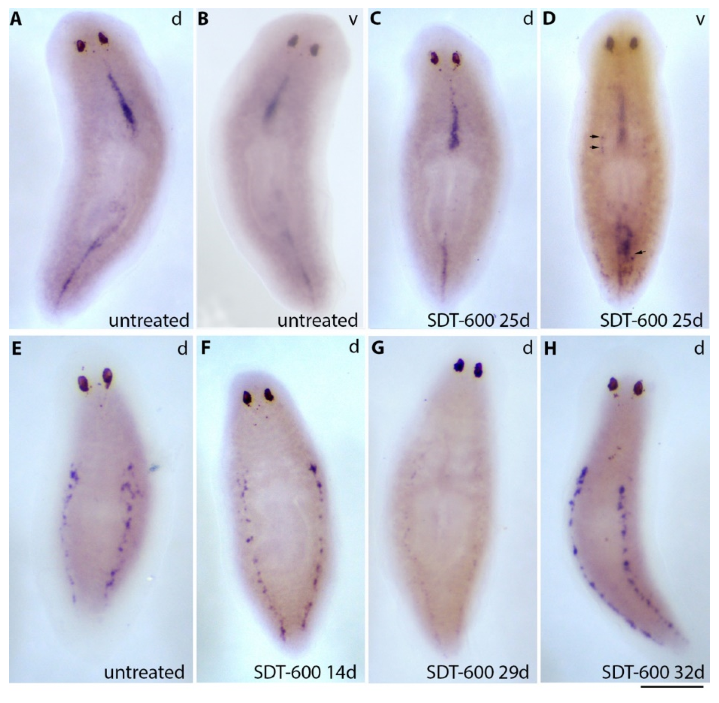 Biomolecules 11 00949 g003 Biomolecules 11 00949 g003