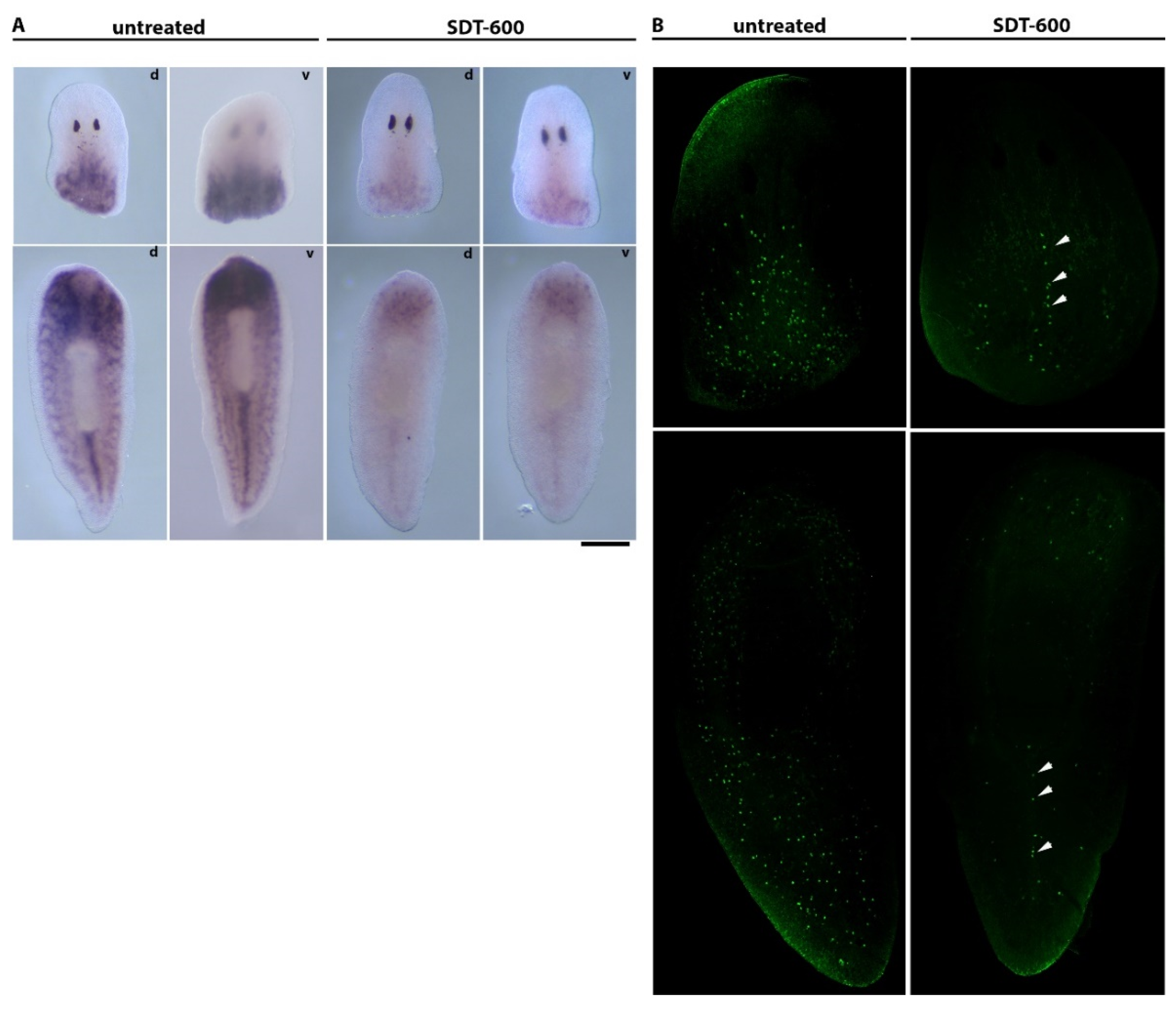 Biomolecules 11 00949 g007 Biomolecules 11 00949 g007