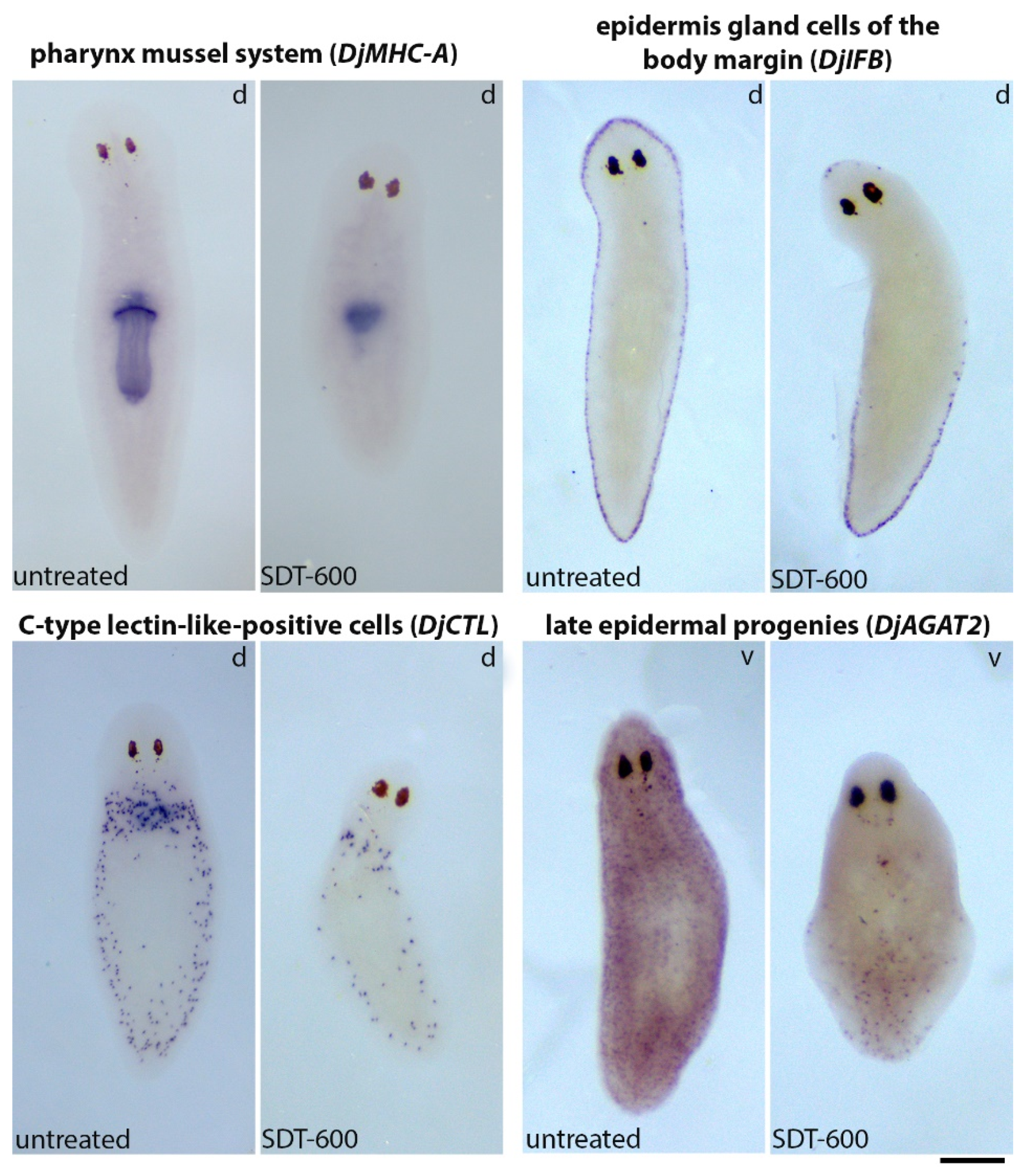 Biomolecules 11 00949 g008 Biomolecules 11 00949 g008