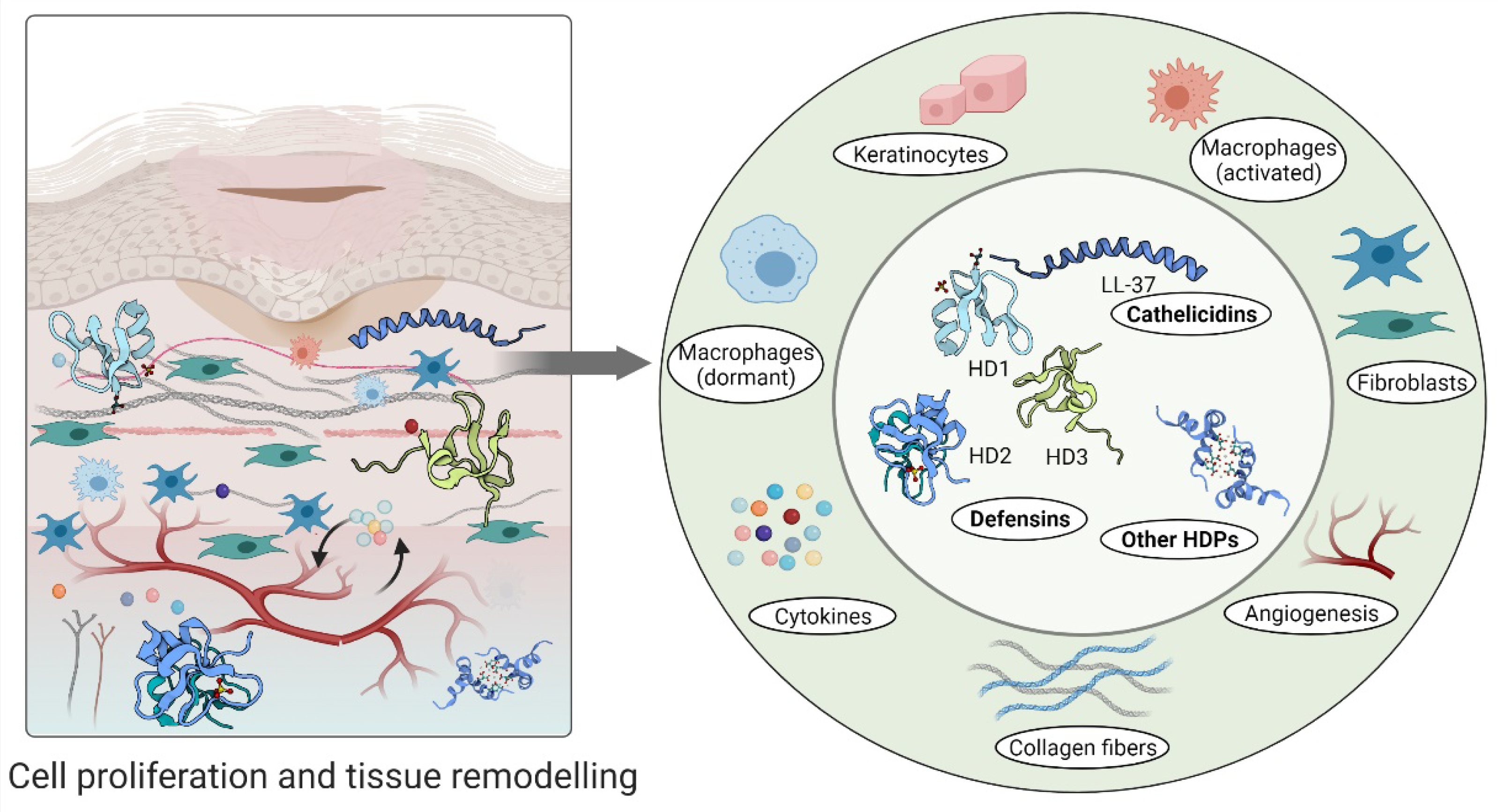 Biomolecules 11 00952 g004
