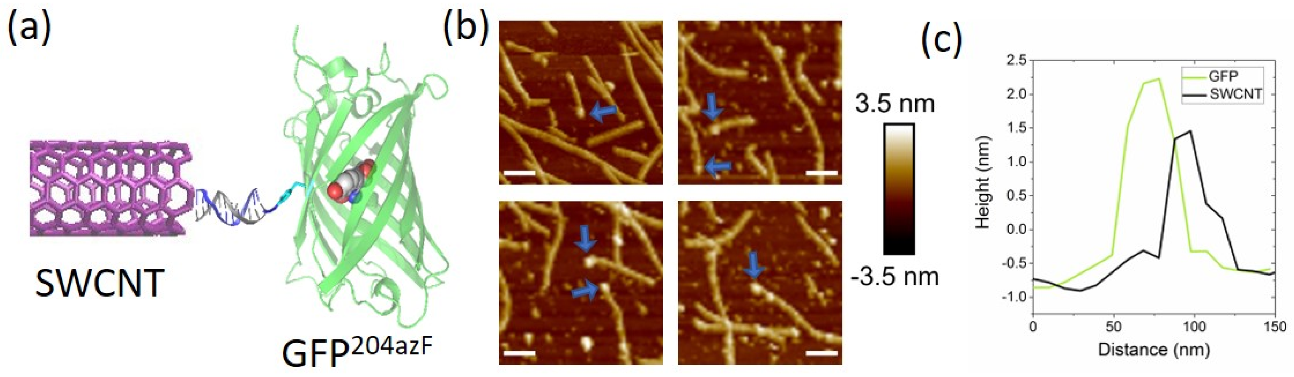 Biomolecules 11 00955 g002