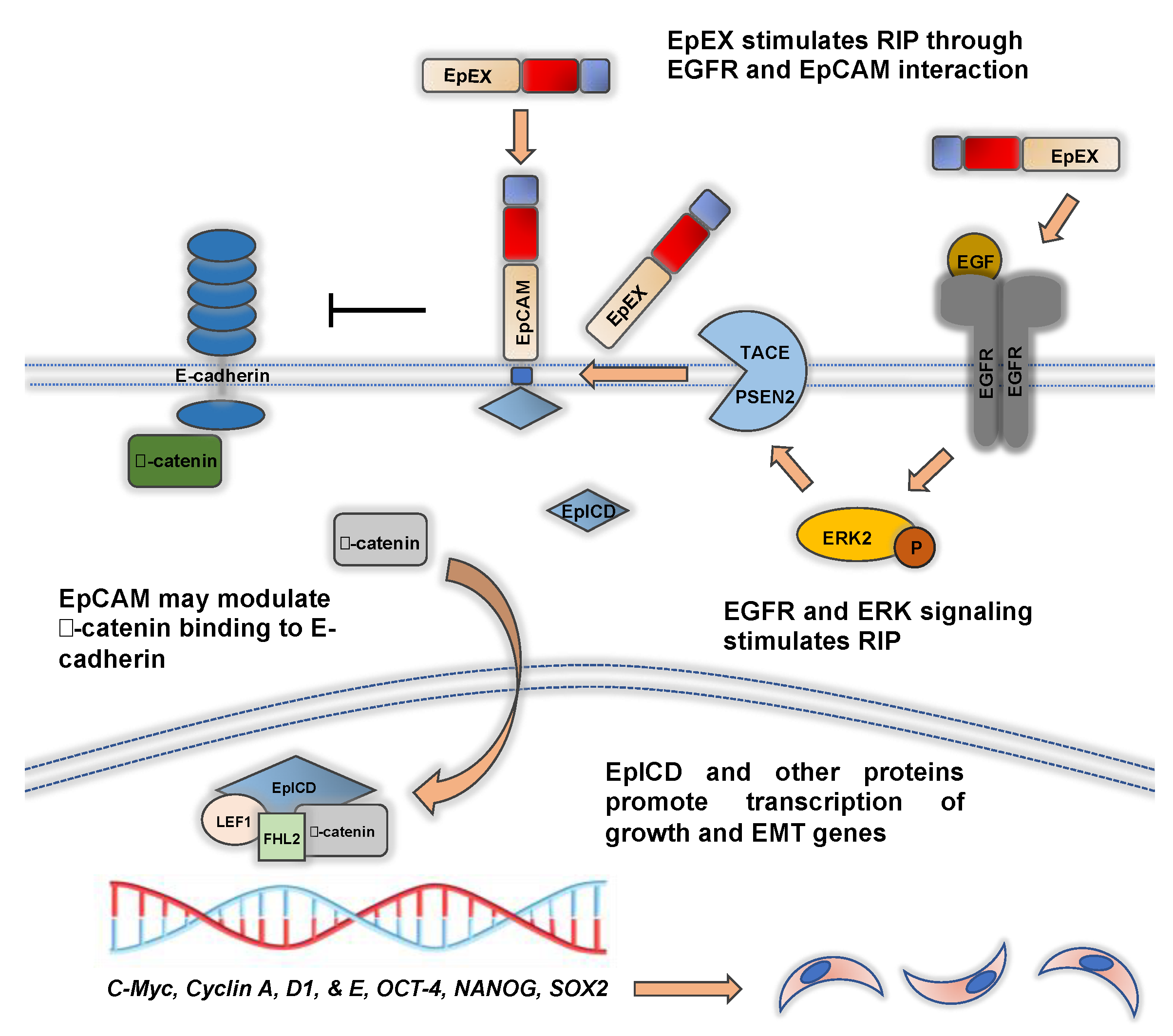 Biomolecules 11 00956 g003 Biomolecules 11 00956 g003