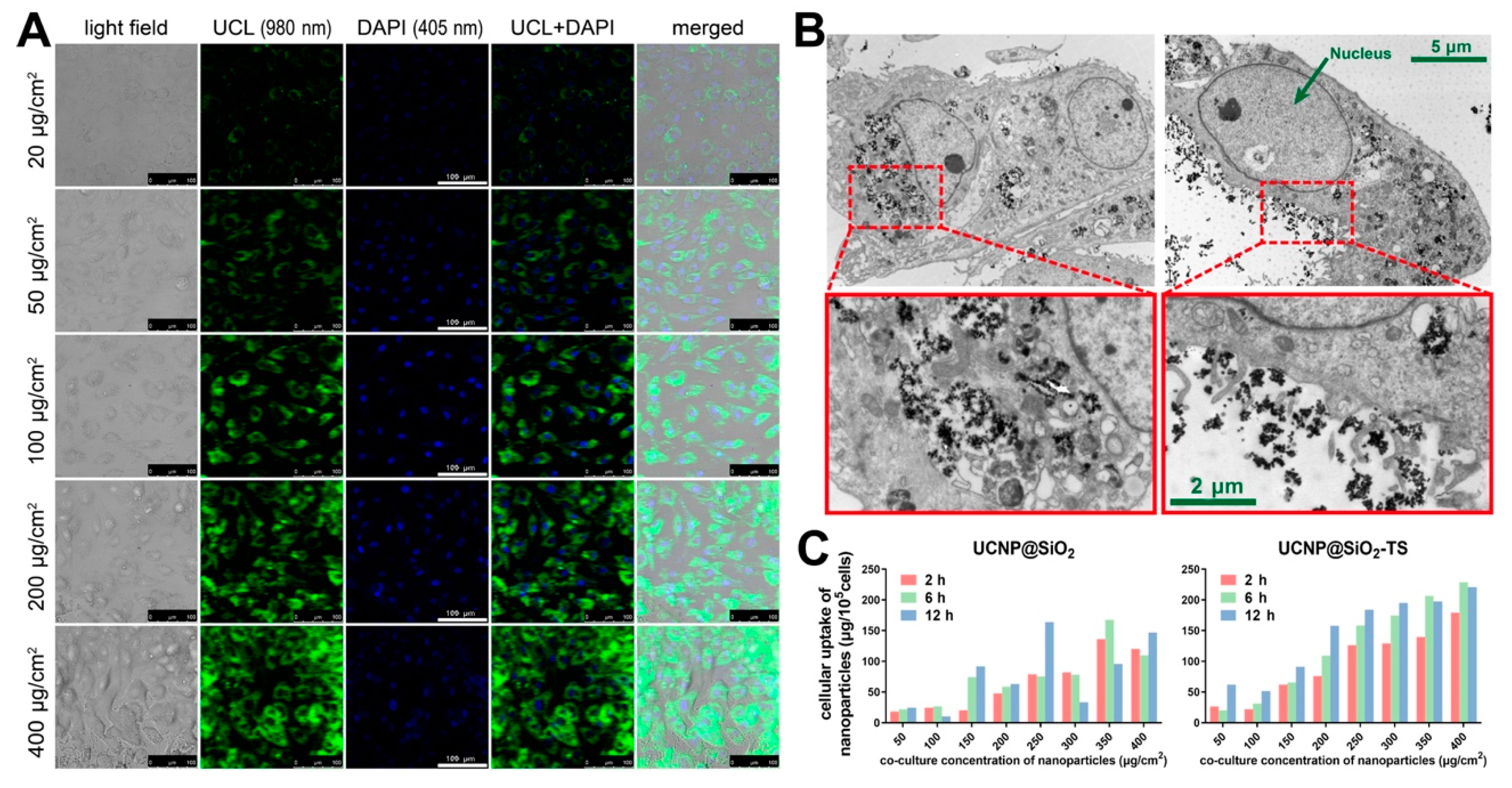 Biomolecules 11 00958 g004 Biomolecules 11 00958 g004