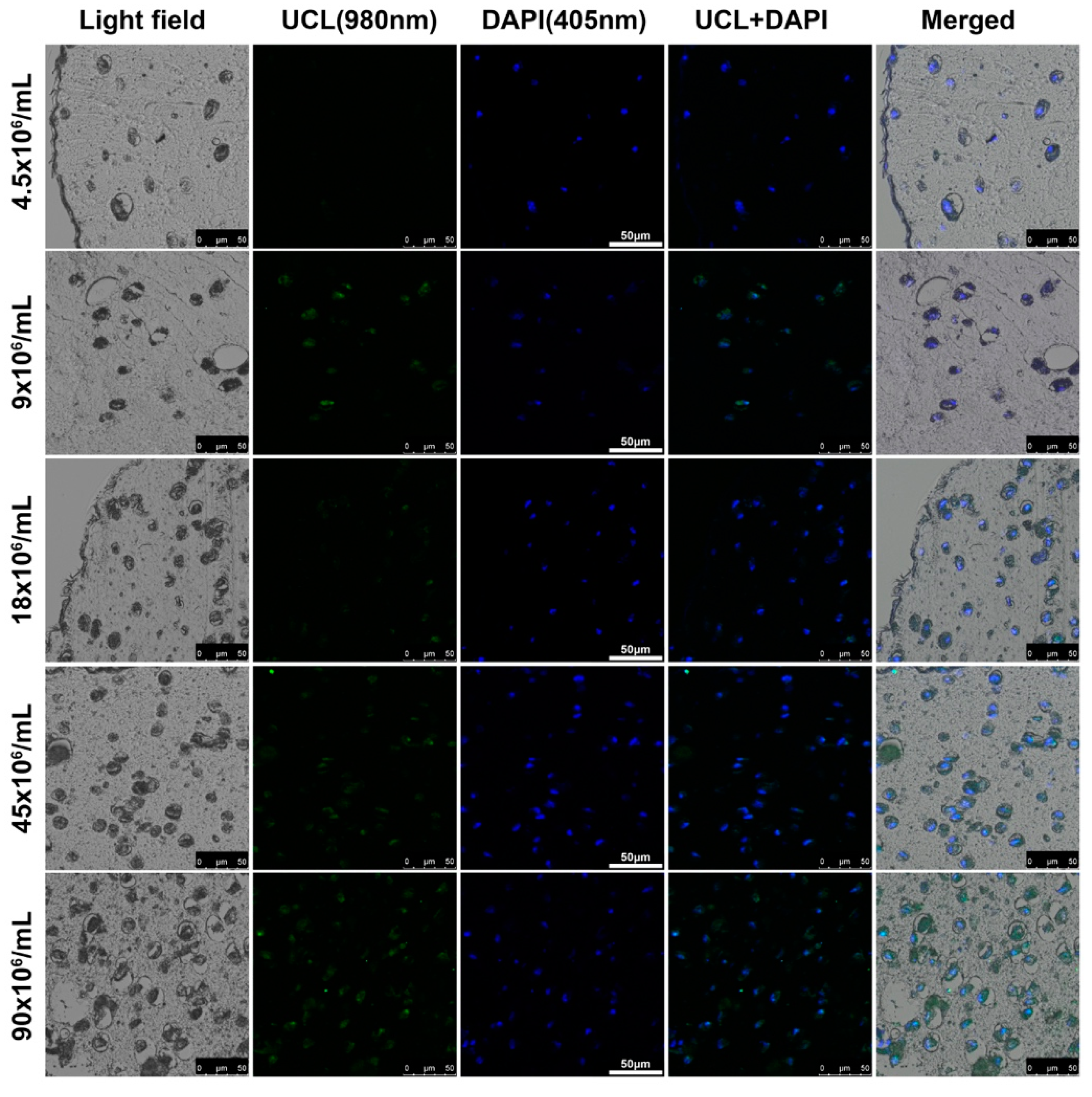 Biomolecules 11 00958 g010 Biomolecules 11 00958 g010