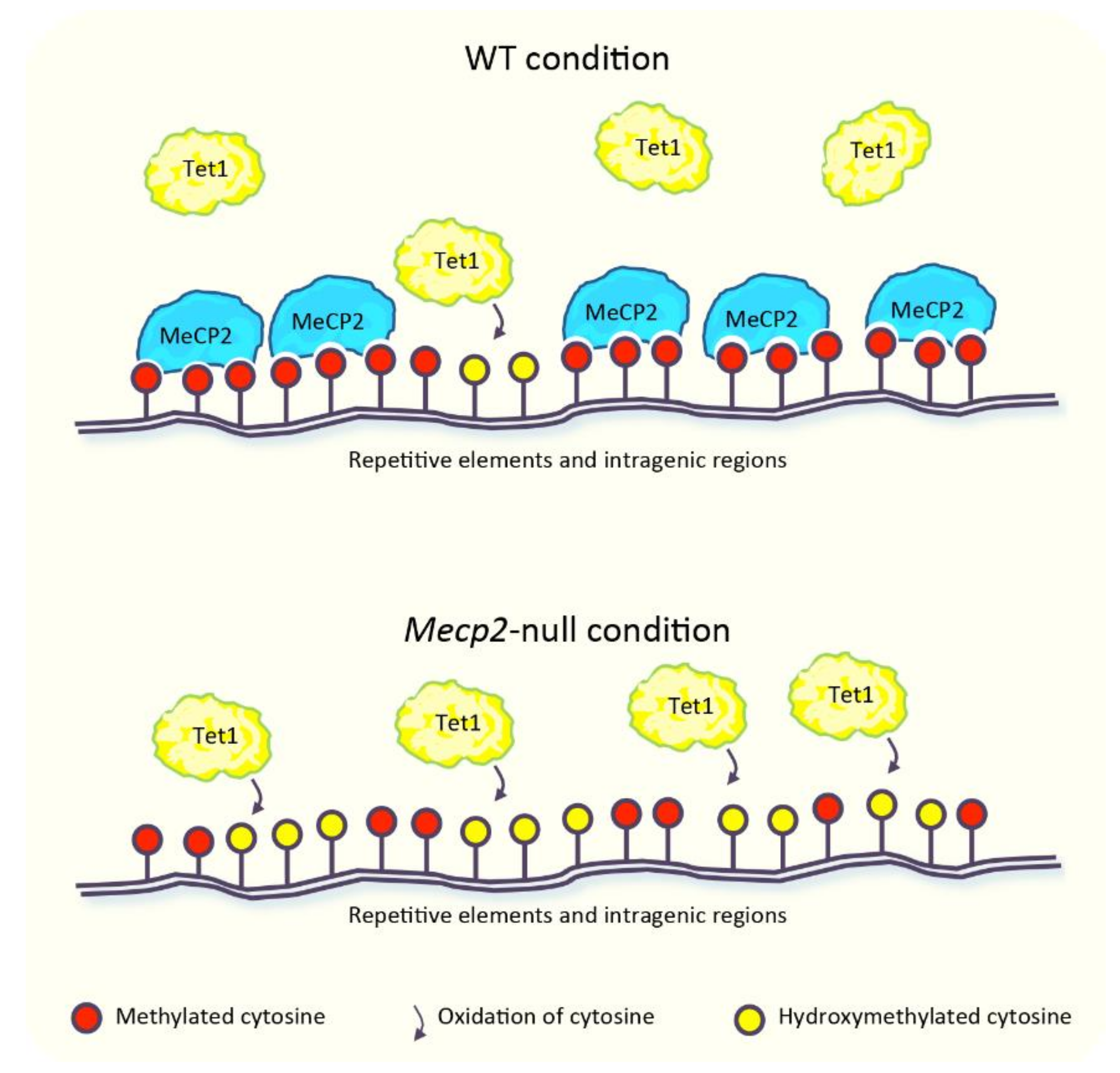 Genome-wide distribution of linker histone H1.0 is independent of MeCP2