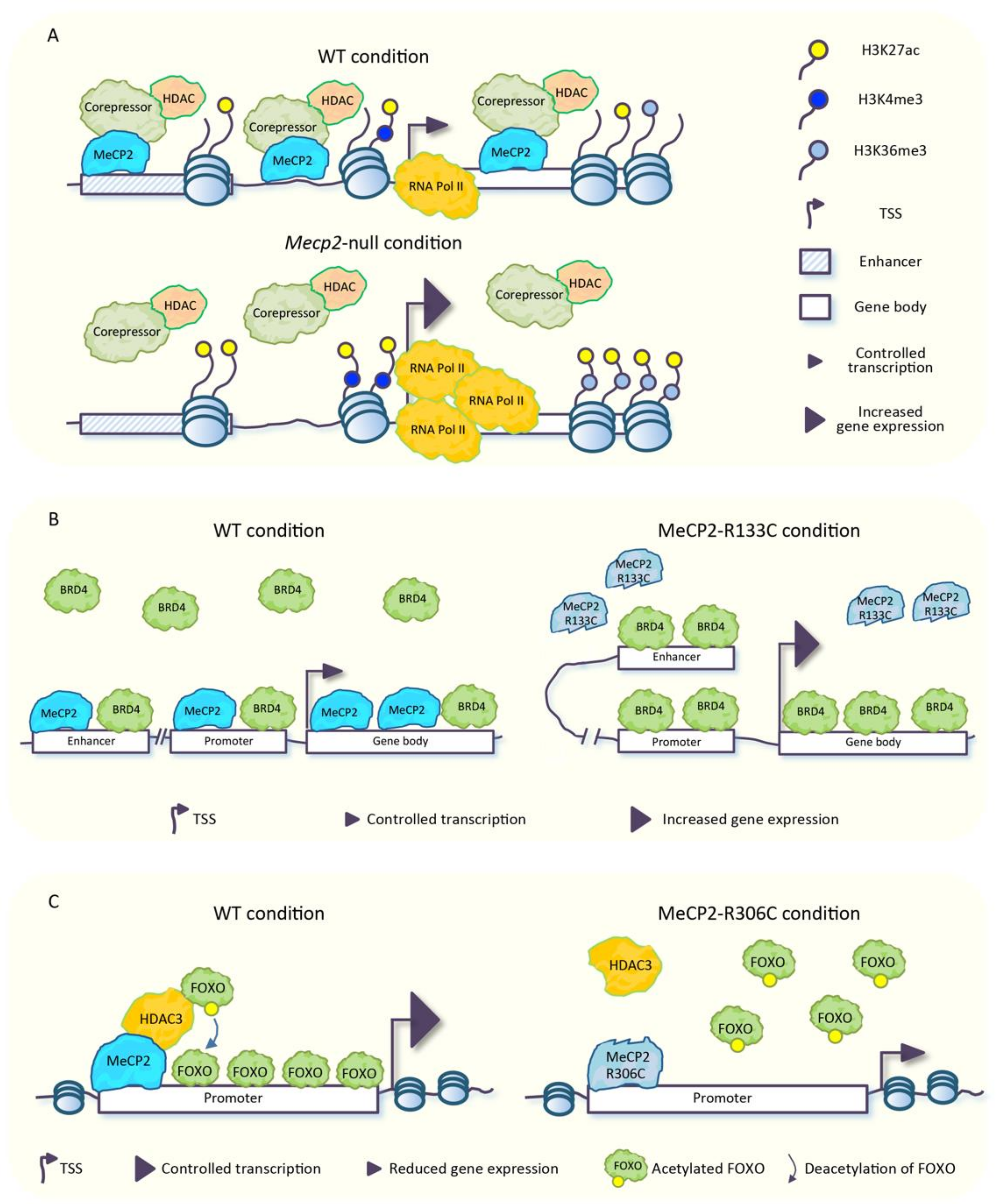 Genome-wide distribution of linker histone H1.0 is independent of MeCP2