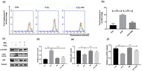 Melatonin Represses Mitophagy to Protect Mouse Granulosa