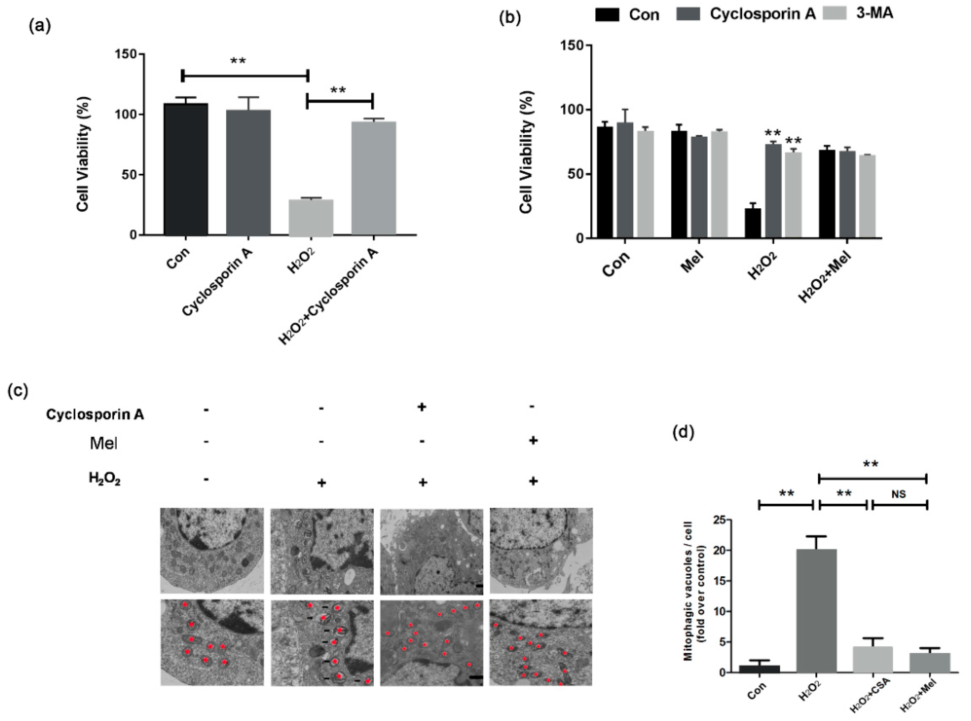 Biomolecules 11 00968 g005