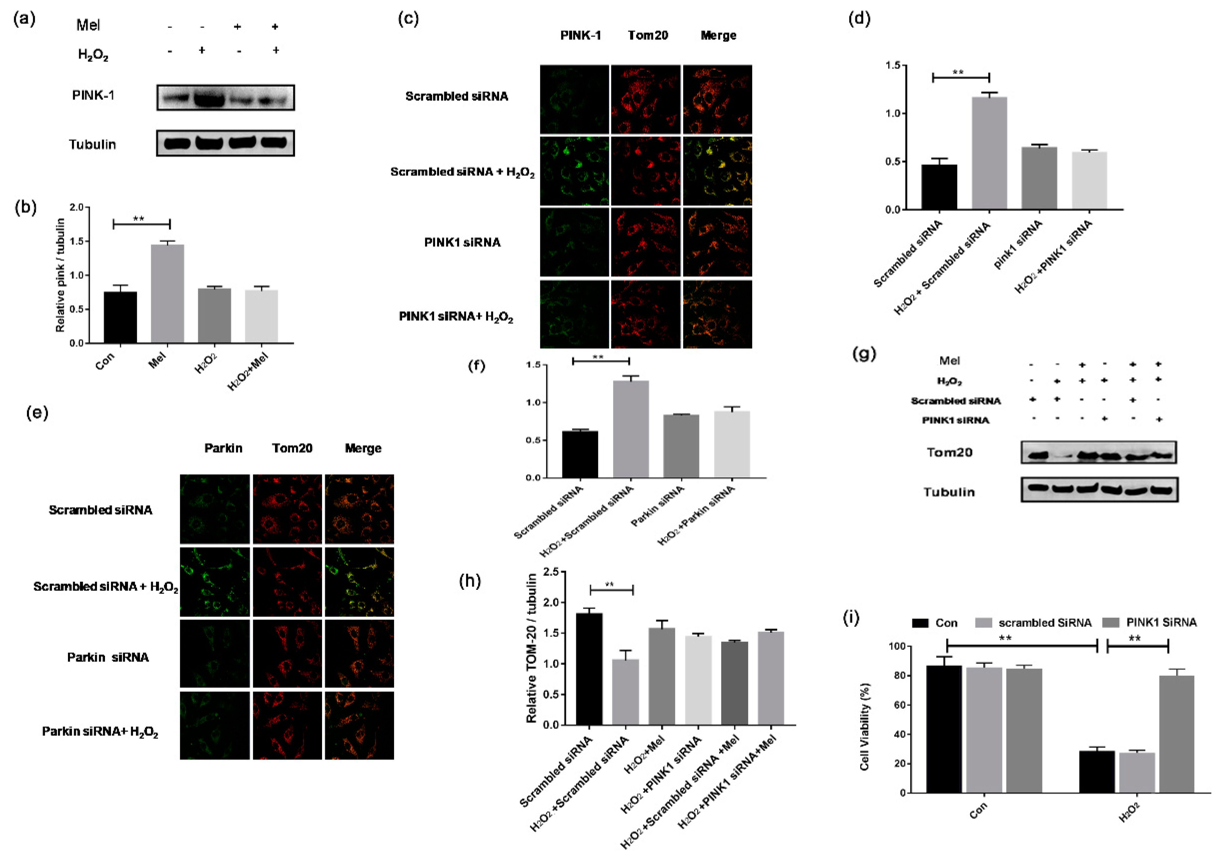 Biomolecules 11 00968 g006