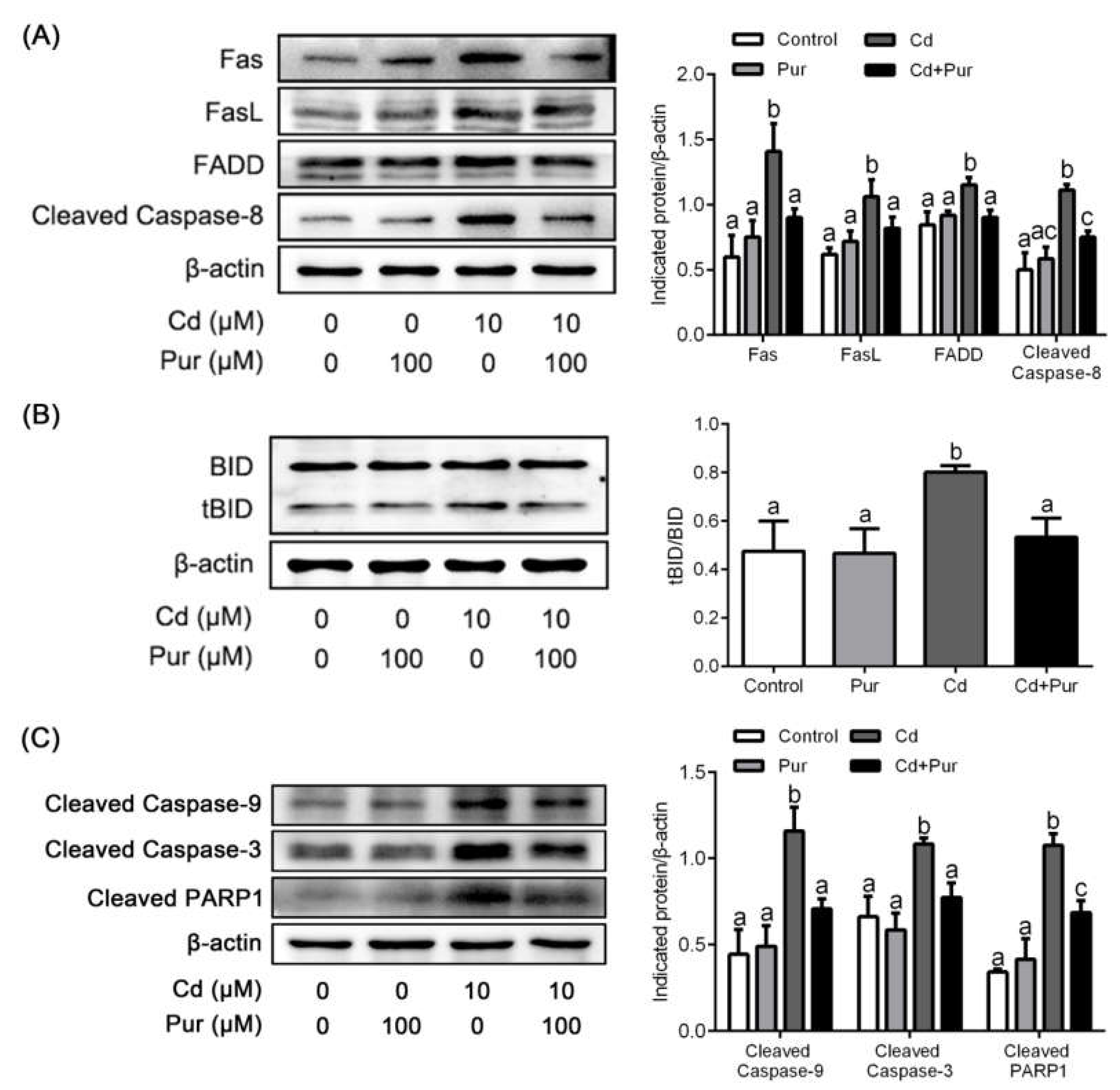 Biomolecules 11 00978 g005