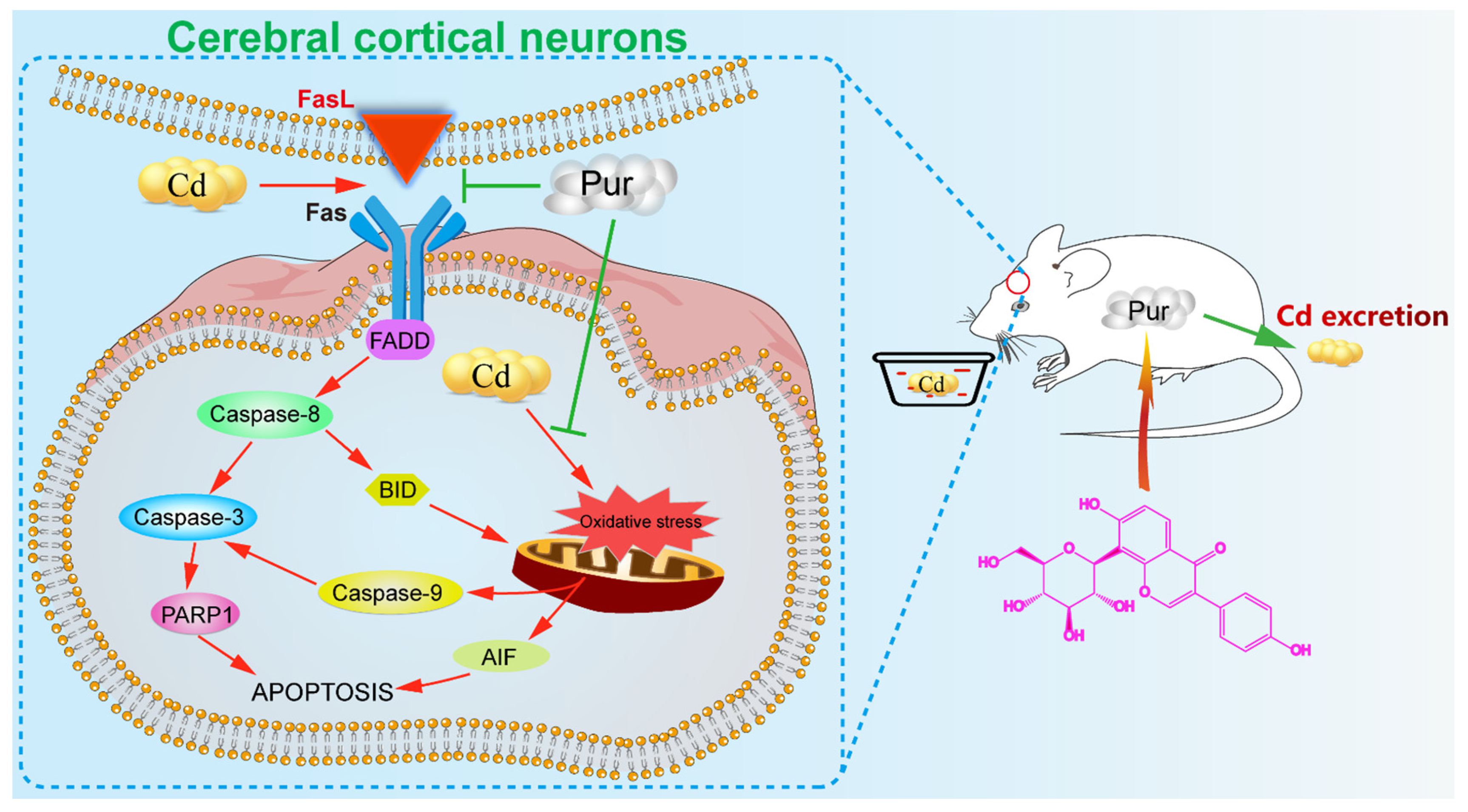 Biomolecules 11 00978 g008