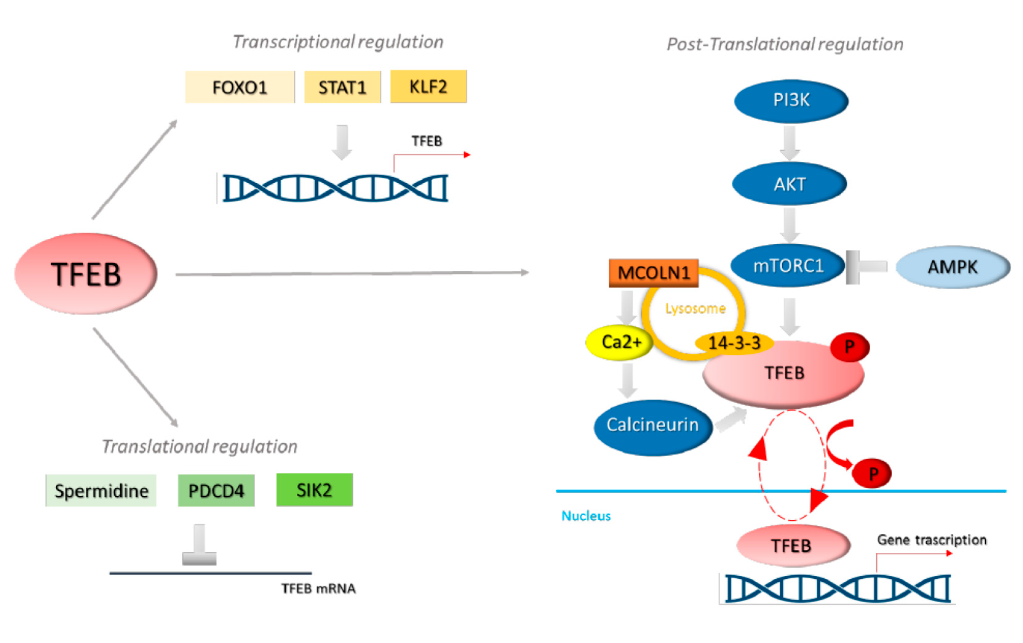 Biomolecules 11 00985 g002 Biomolecules 11 00985 g002