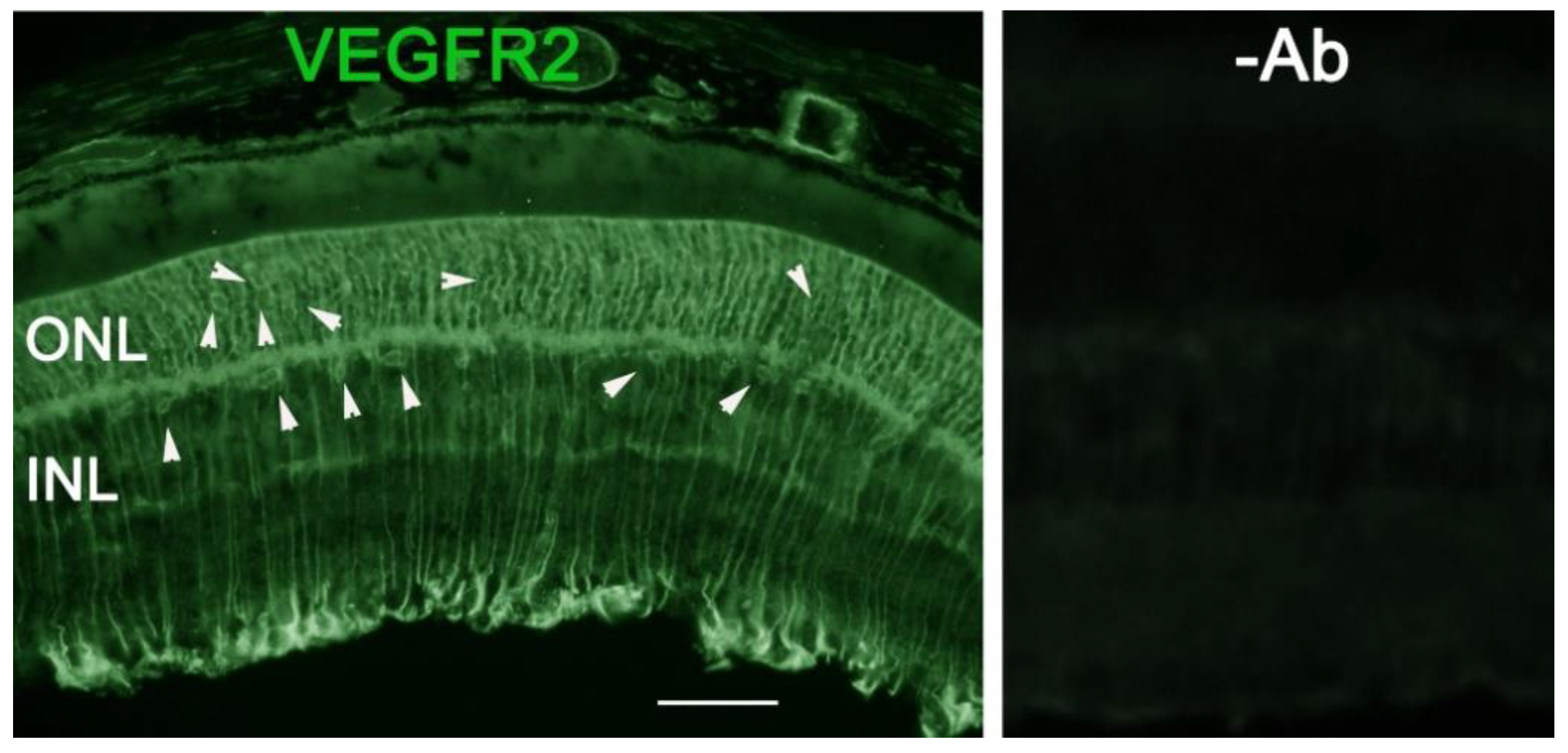 Biomolecules 11 00988 g006