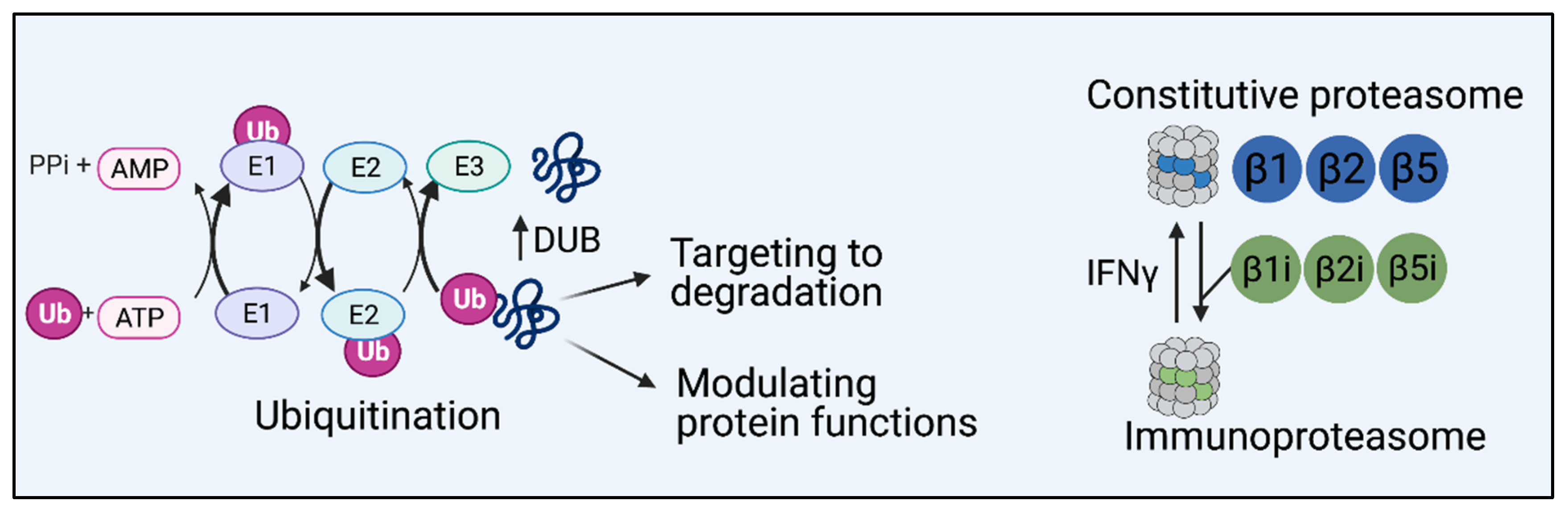 Biomolecules 11 00989 g001