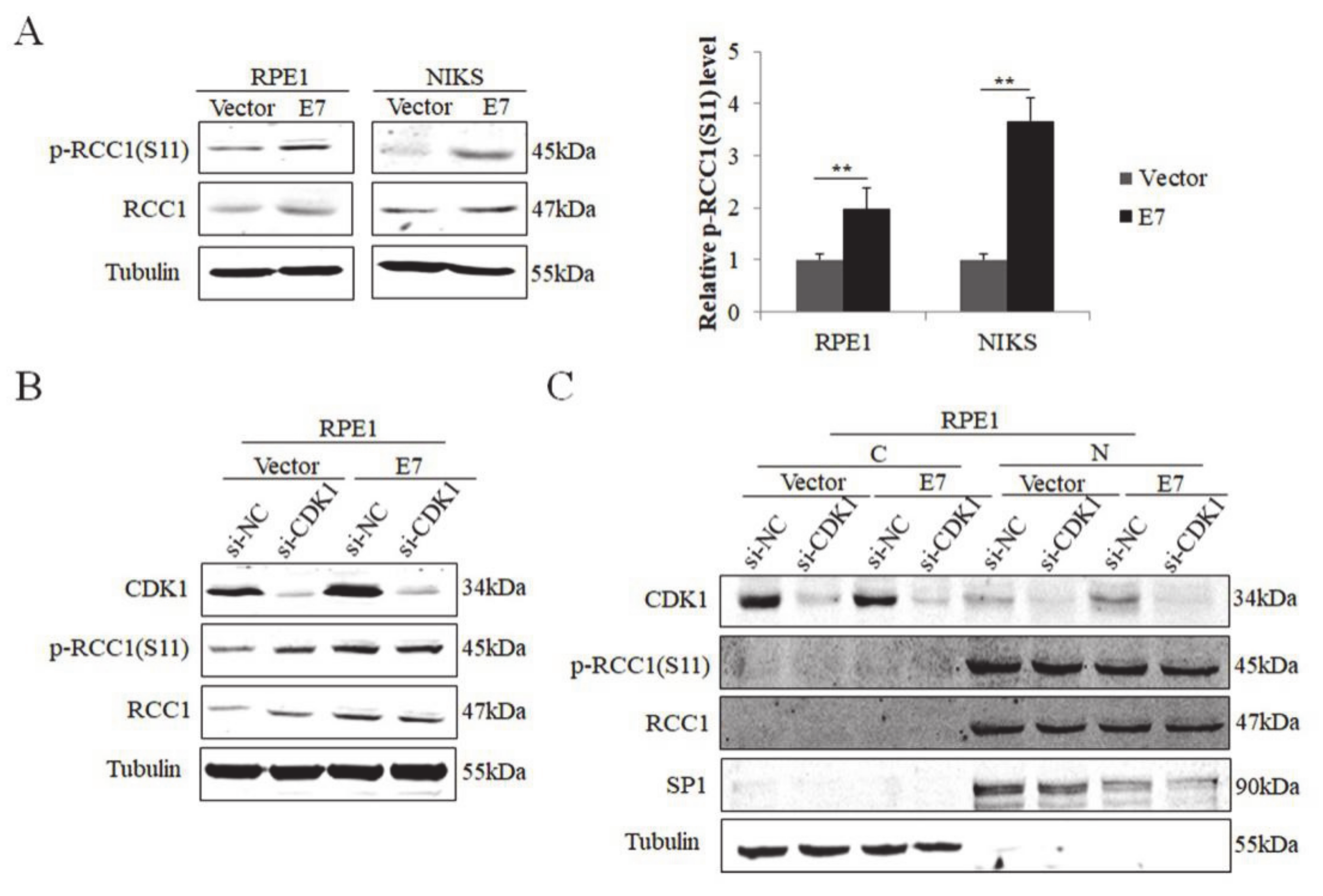 Biomolecules 11 00995 g001 Biomolecules 11 00995 g001
