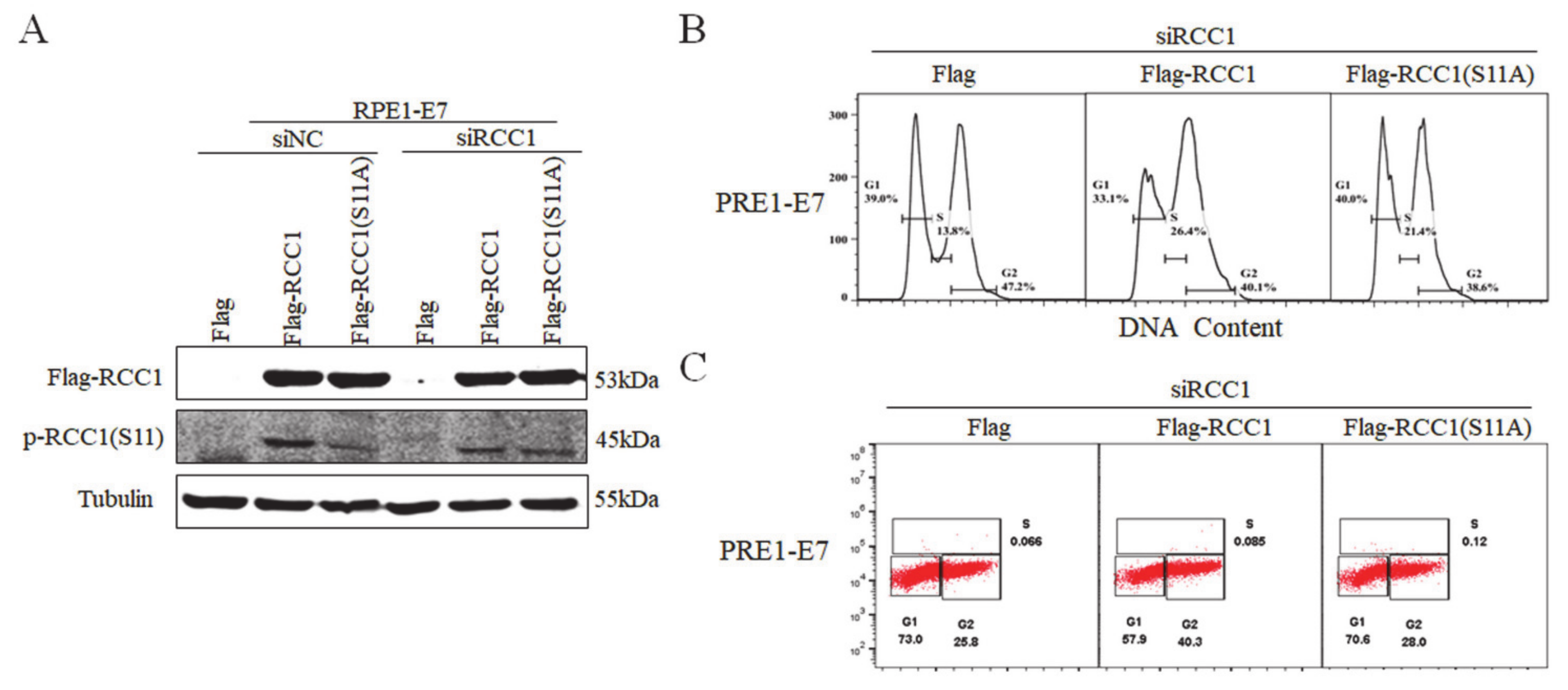Biomolecules 11 00995 g004 Biomolecules 11 00995 g004
