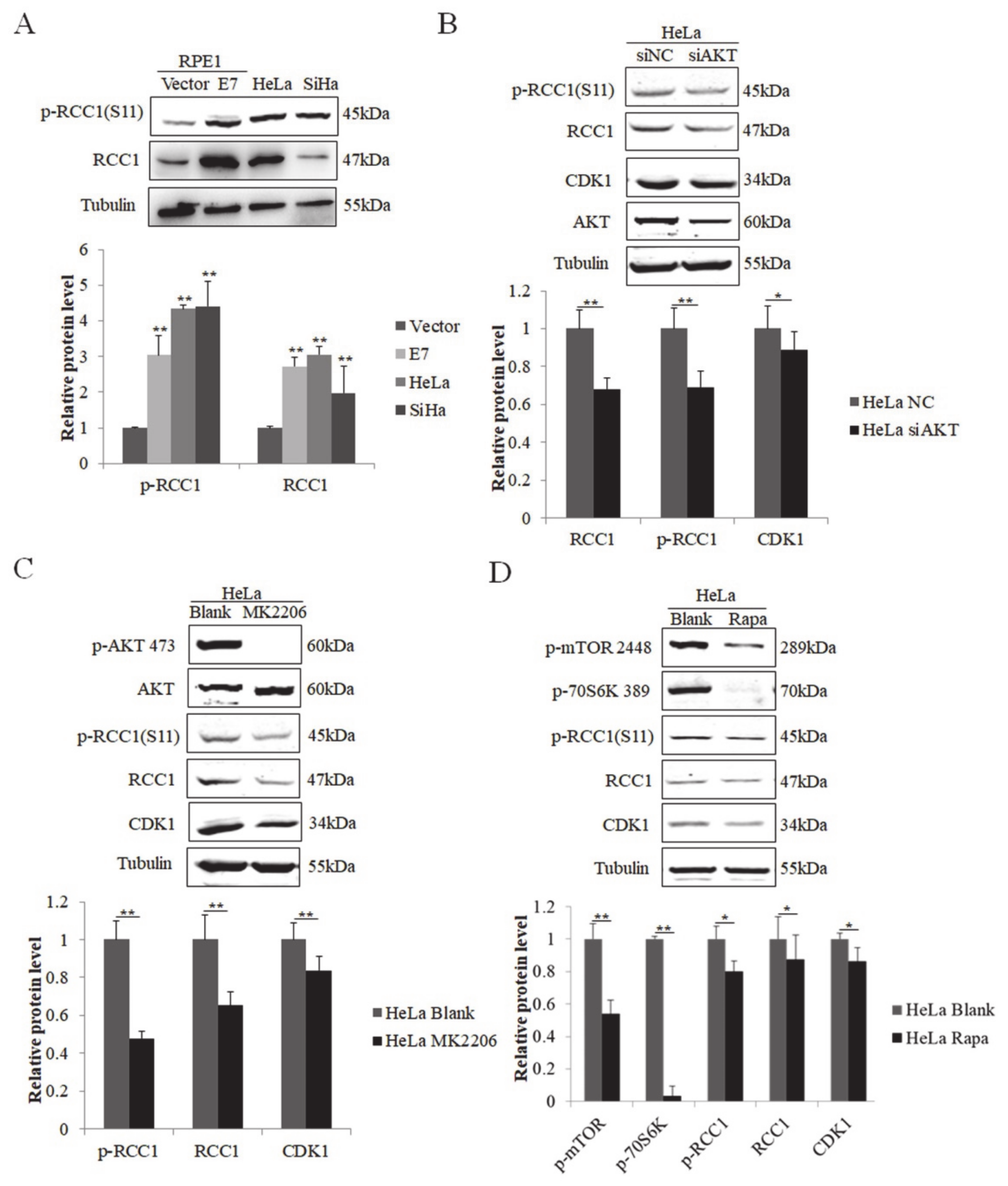 Biomolecules 11 00995 g005 Biomolecules 11 00995 g005