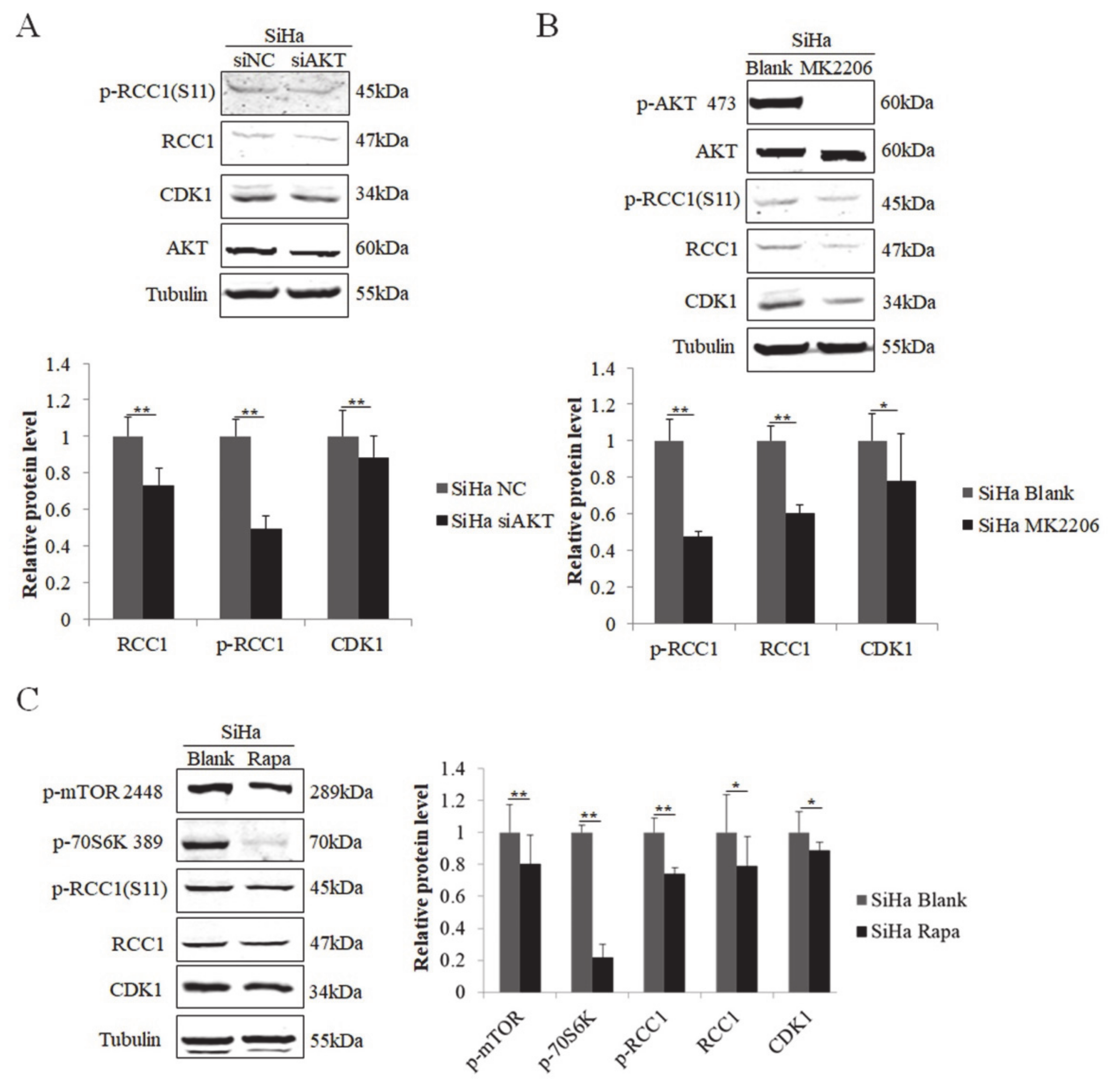 Biomolecules 11 00995 g006 Biomolecules 11 00995 g006