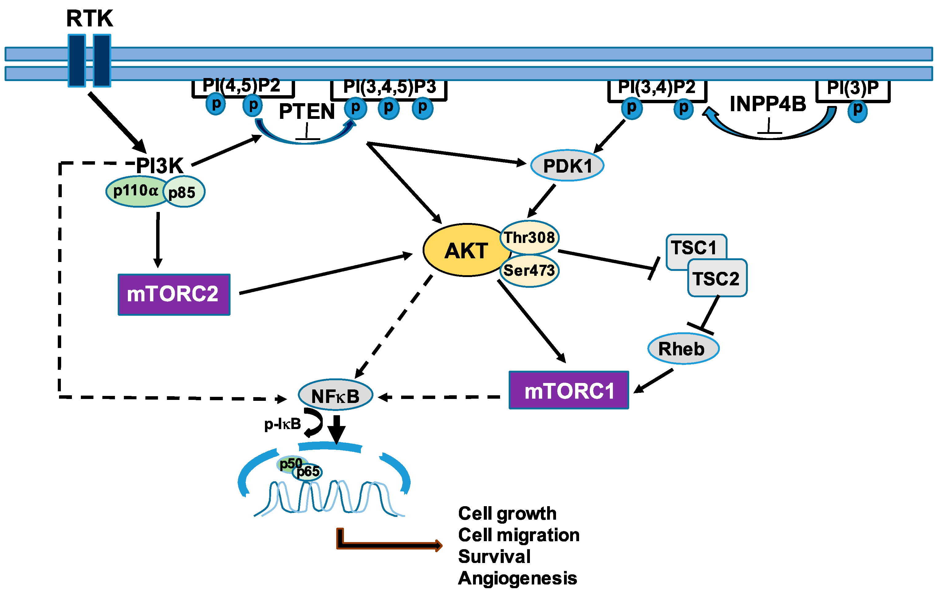 Biomolecules 11 00998 g002
