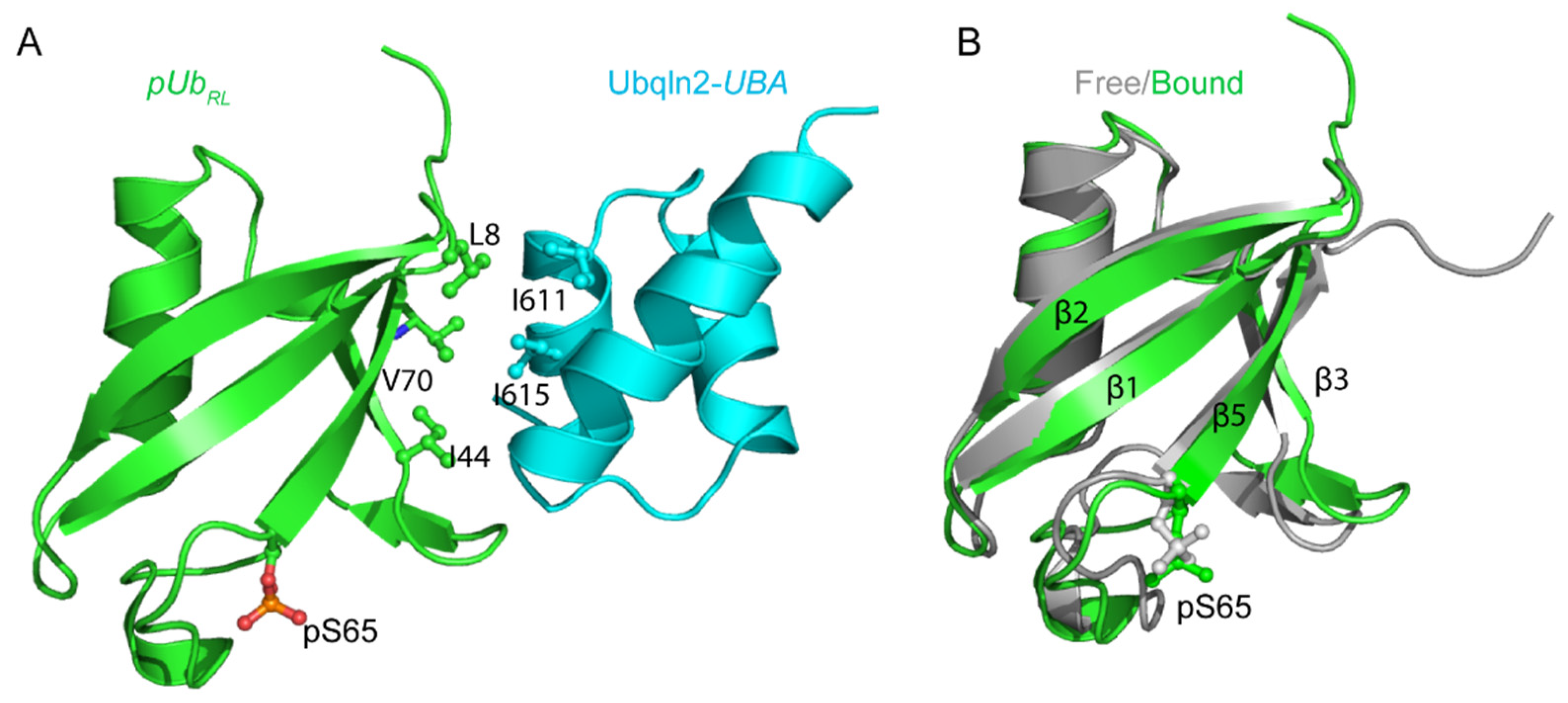 Biomolecules 11 01008 g004