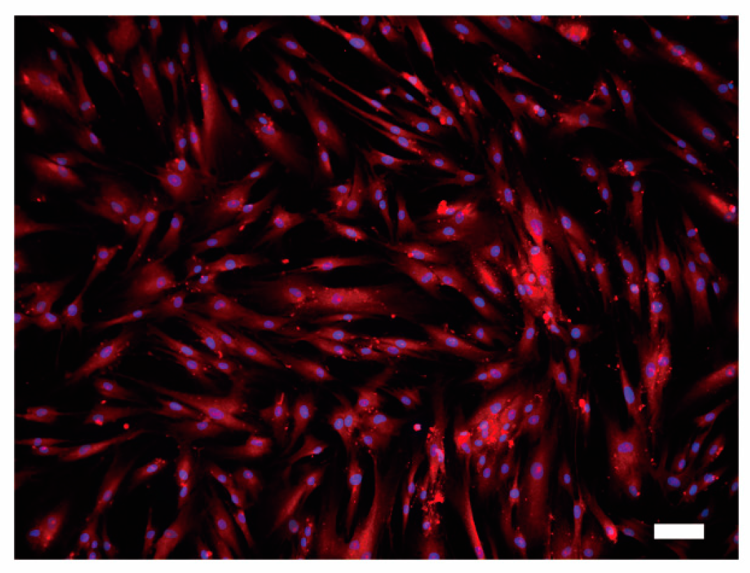 Biomolecules 11 01010 g008