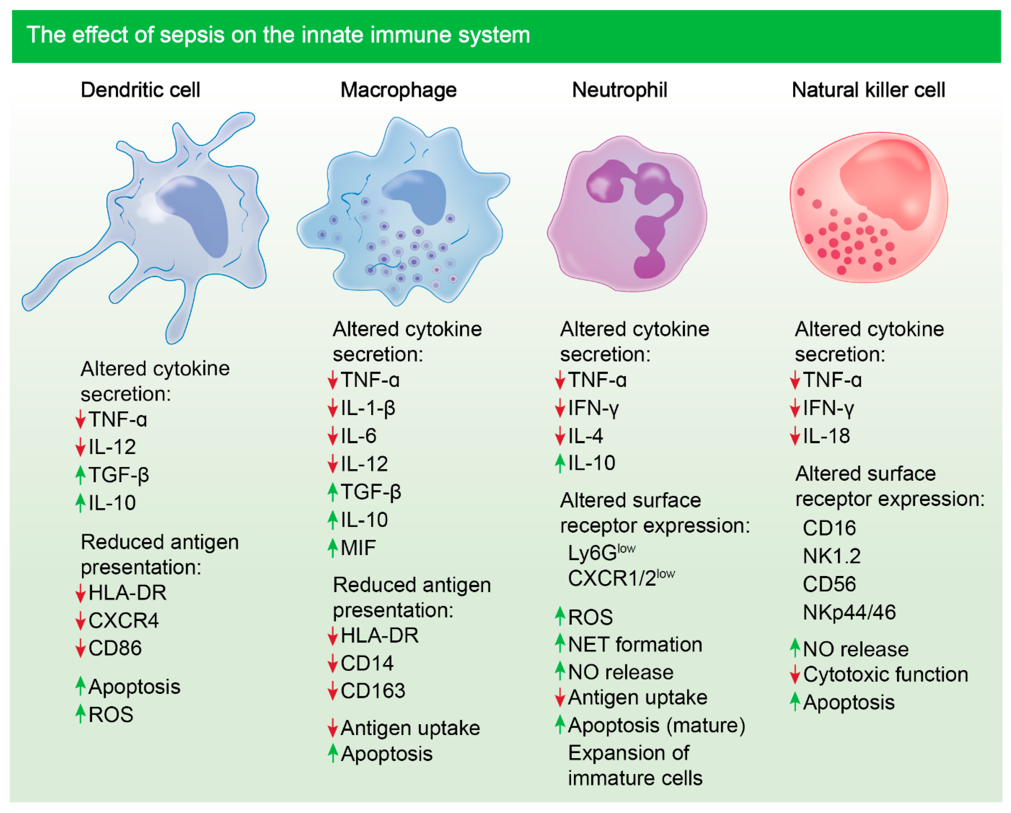 Innate Vs Adaptive Immunity