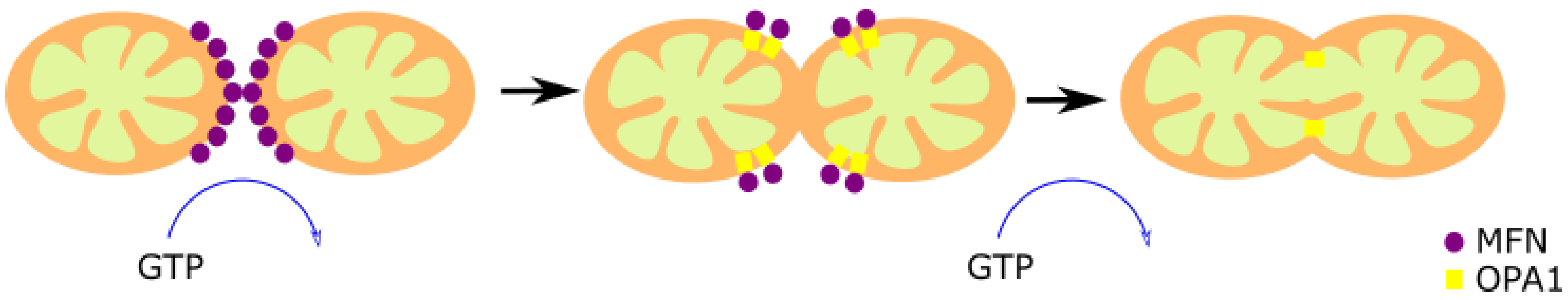 Biomolecules 11 01012 g002 550