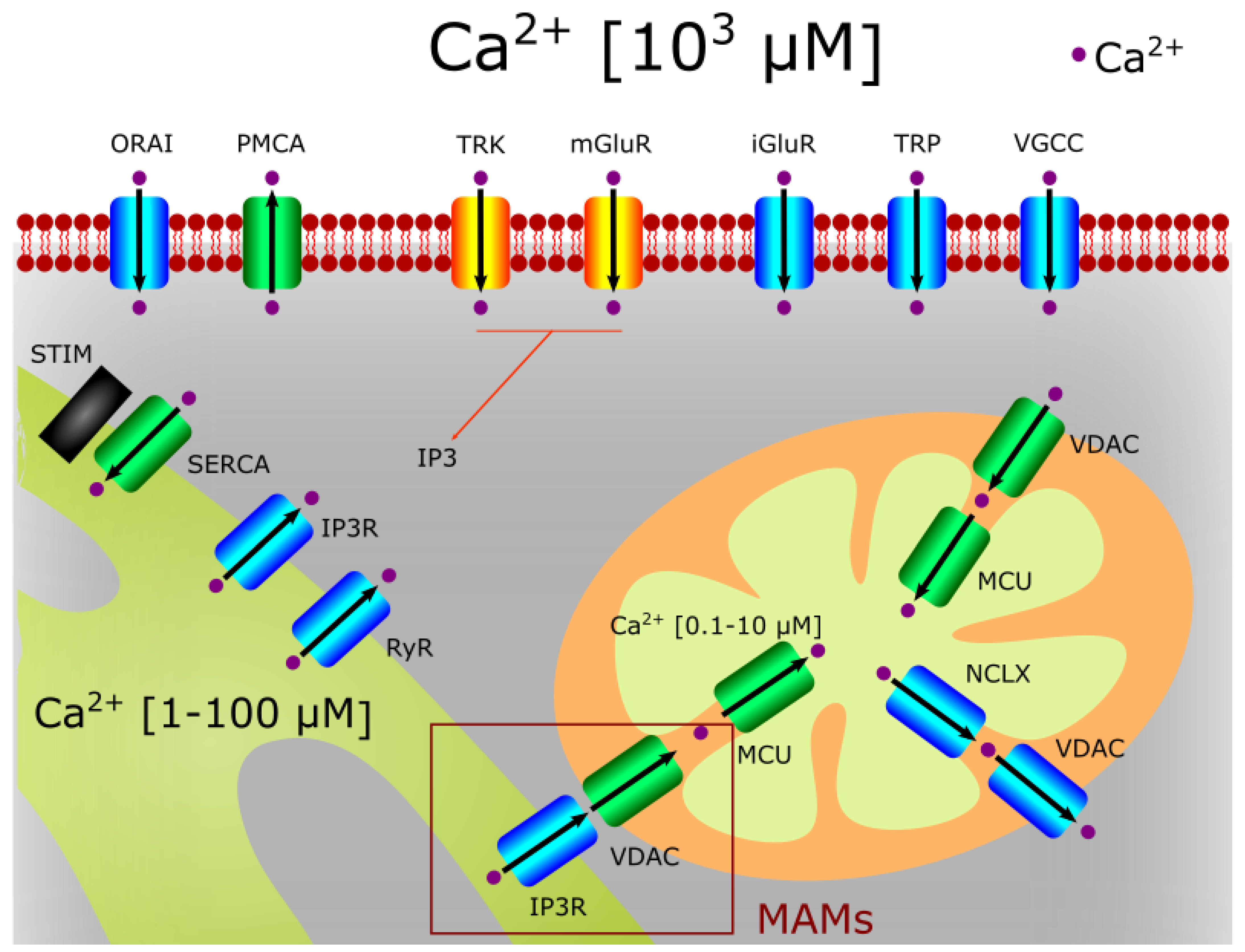 Biomolecules 11 01012 g004 550