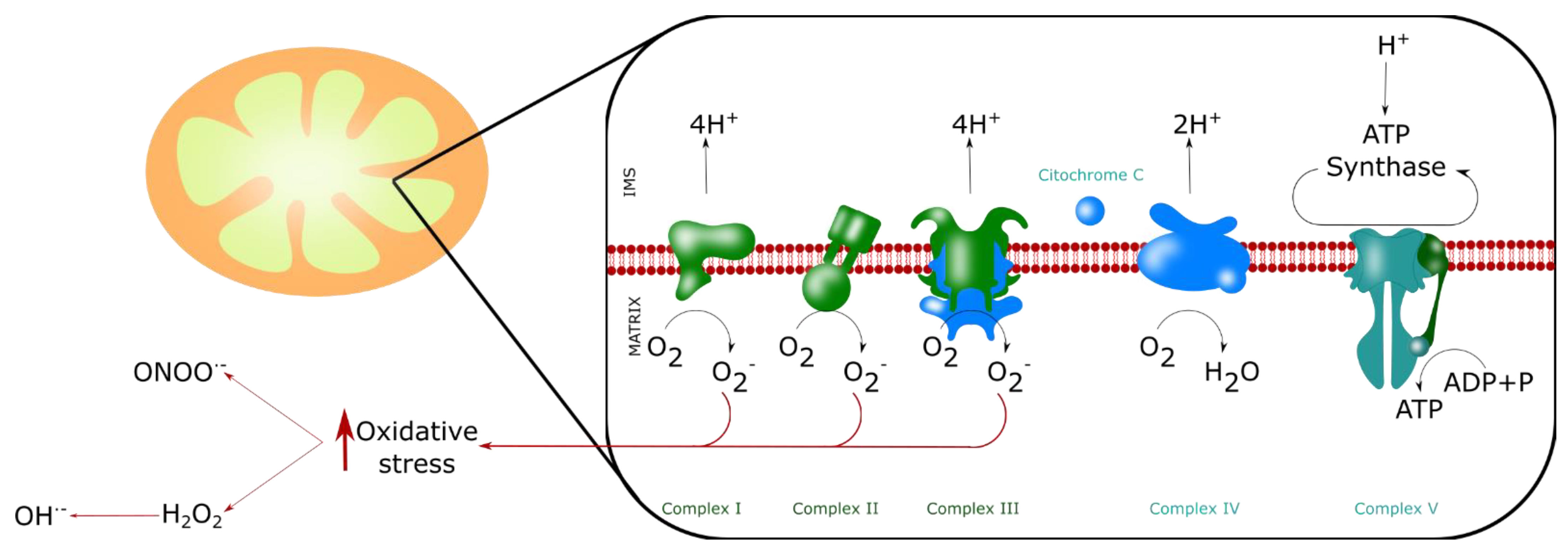 Biomolecules 11 01012 g005 550