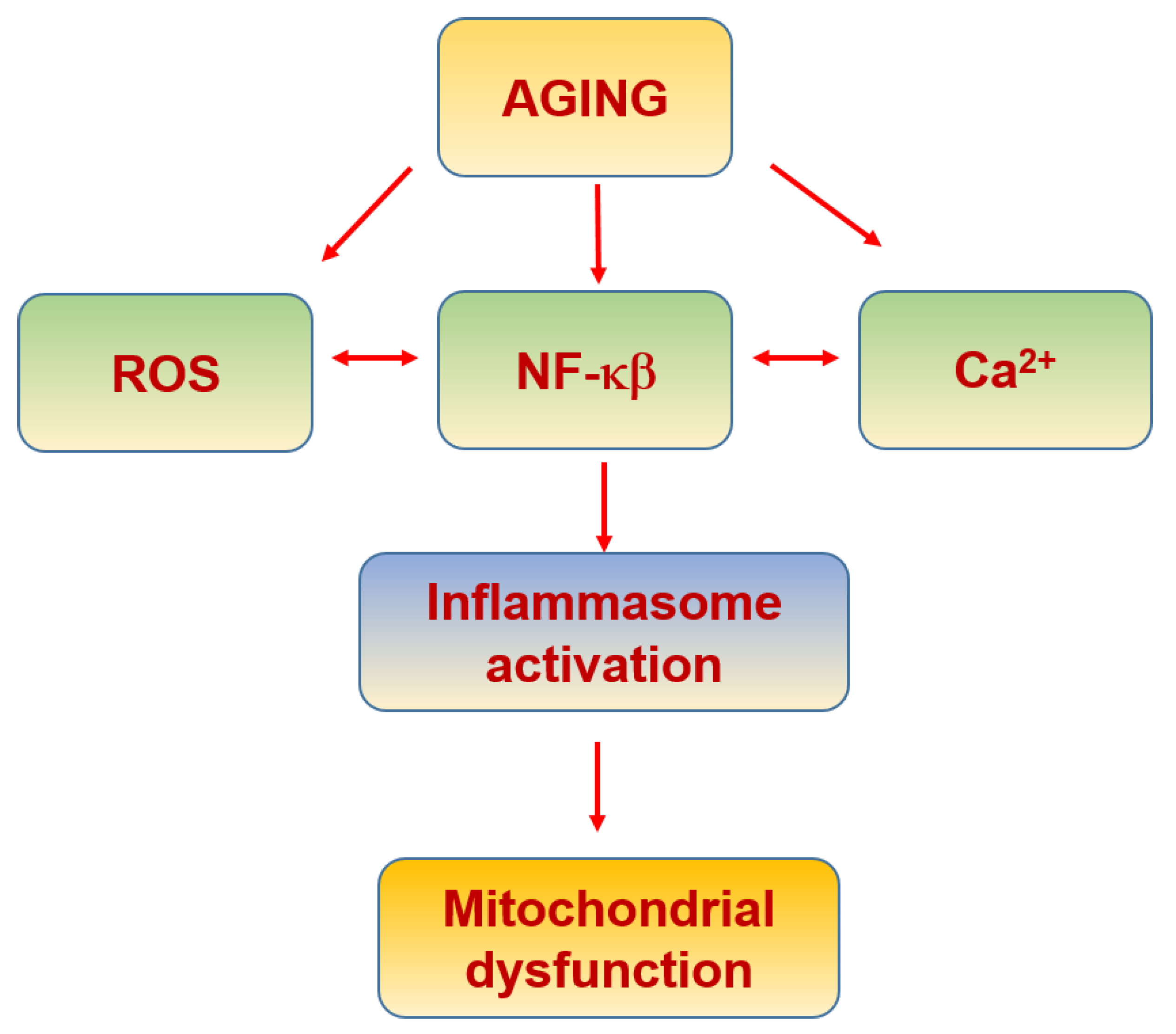 Biomolecules  Free Full-Text  Mitostasis, Calcium and Free 