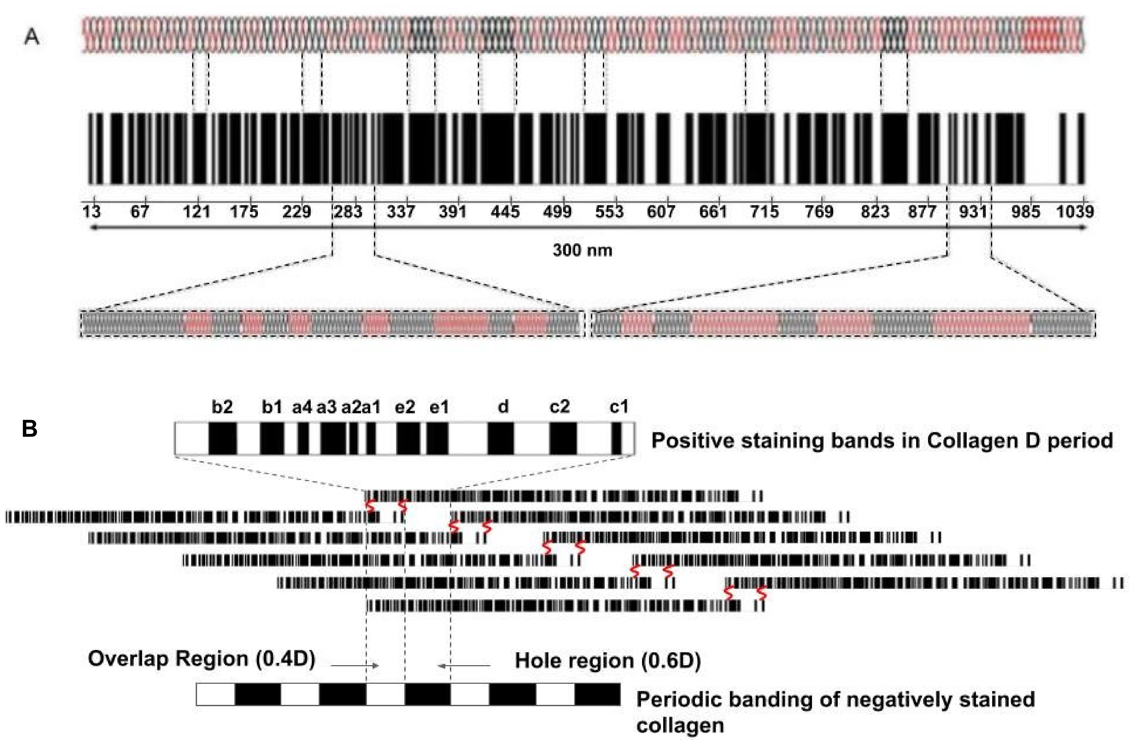 Biomolecules 11 01018 g010