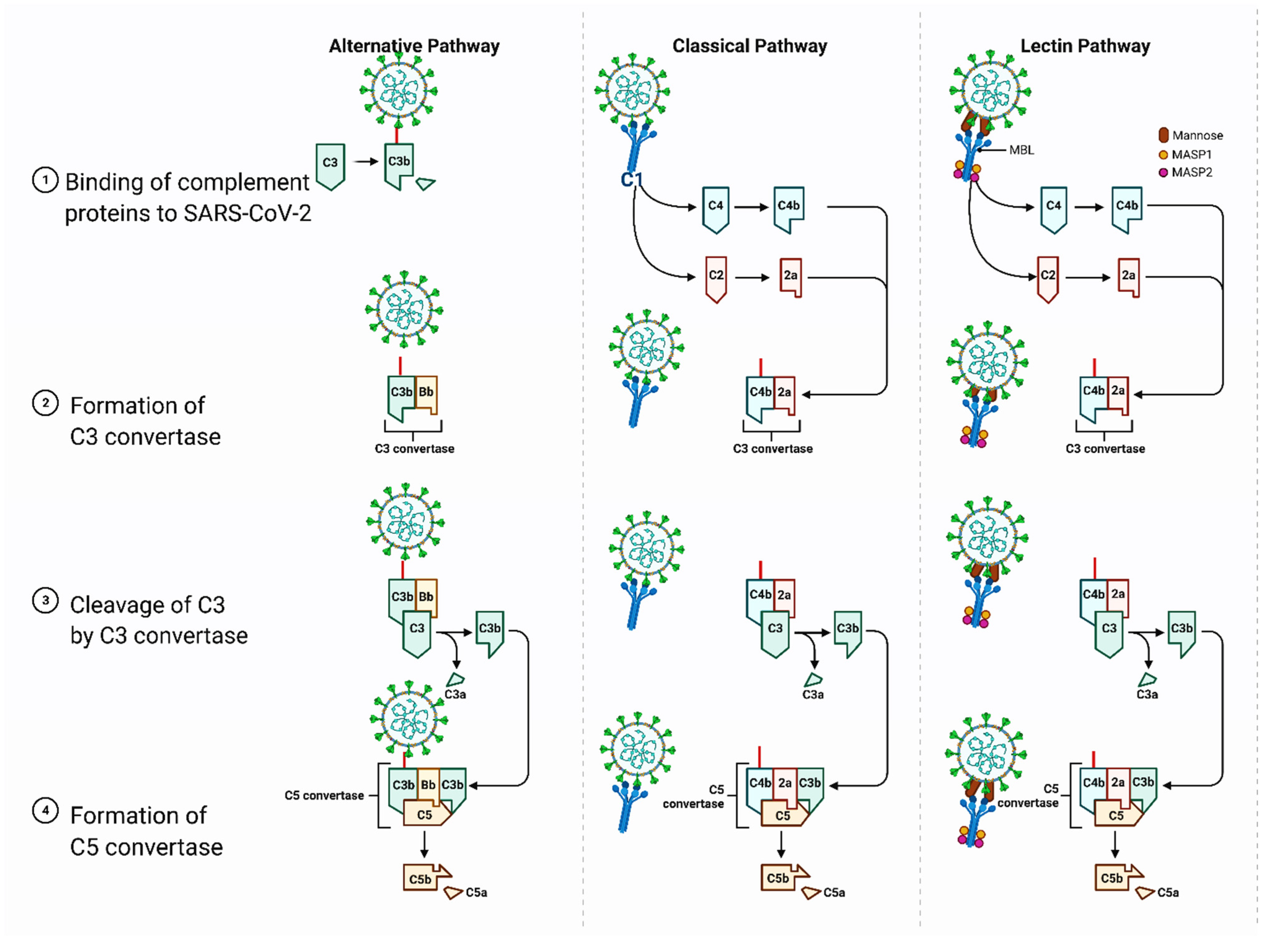 Biomolecules 11 01020 g002 Biomolecules 11 01020 g002