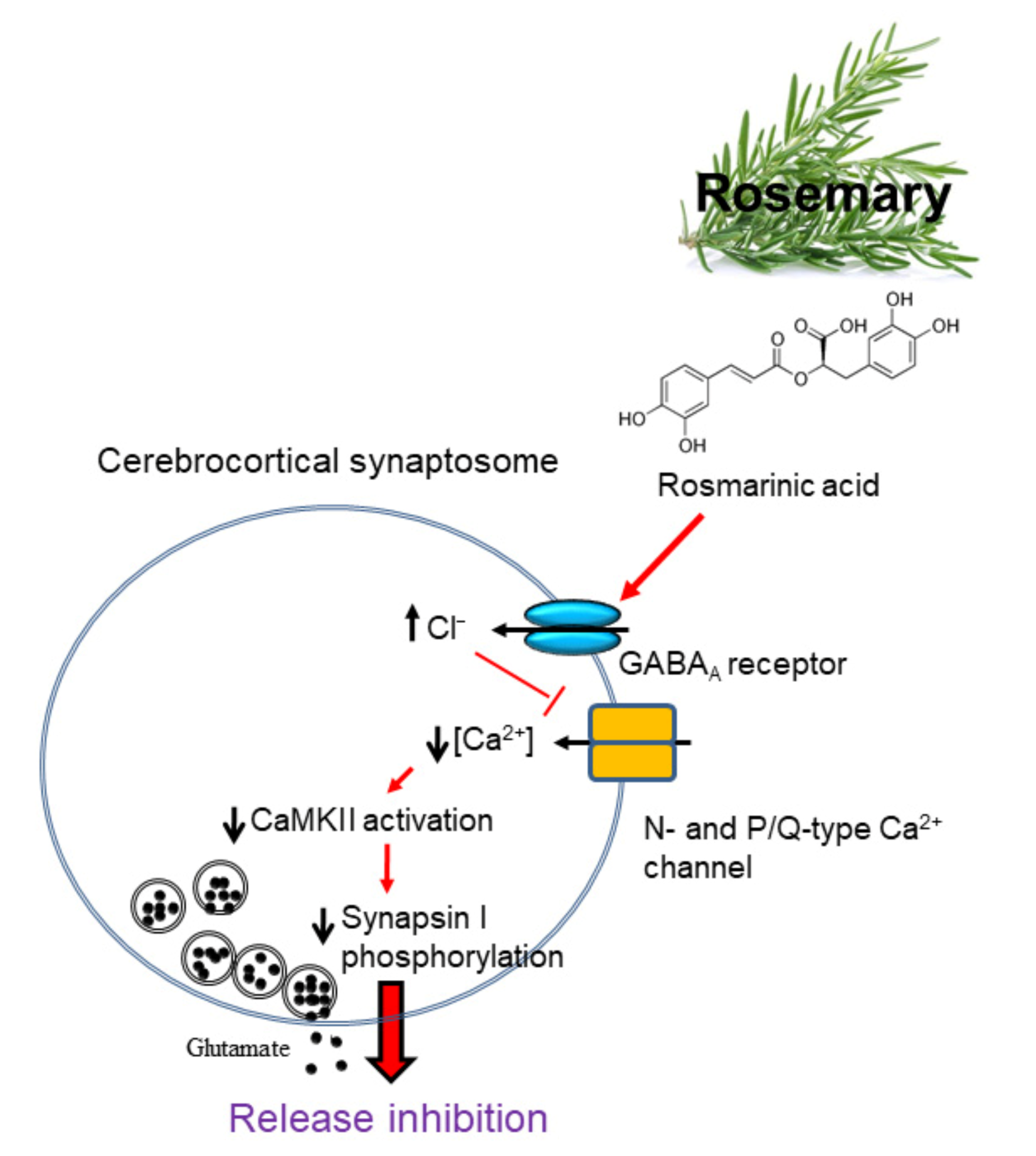 Biomolecules 11 01029 g007