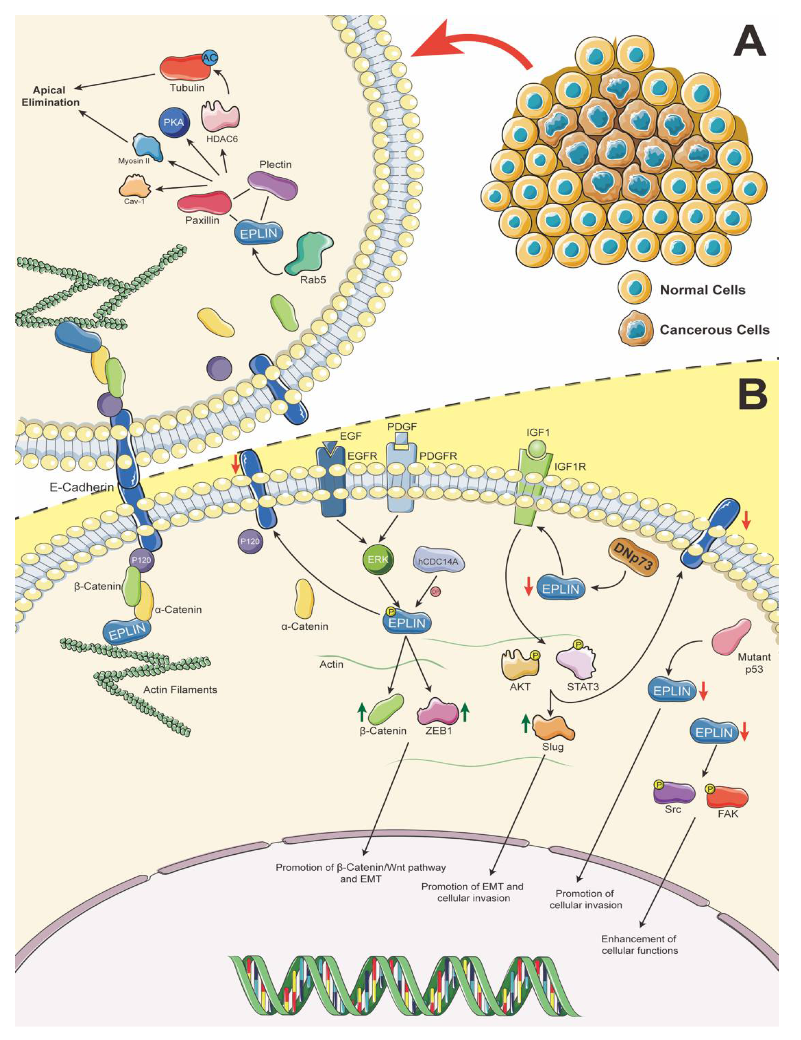 Biomolecules 11 01038 g002